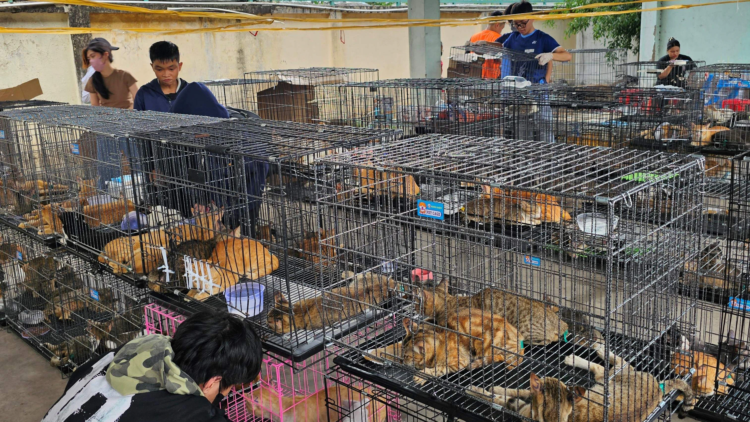 Bereits zu Jahresbeginn wurden in Ho-Chi-Minh-Stadt 18 Menschen festgenommen. Ihnen wurde vorgeworfen, unabhängig voneinander in zwei Gruppen Katzen gestohlen zu haben.