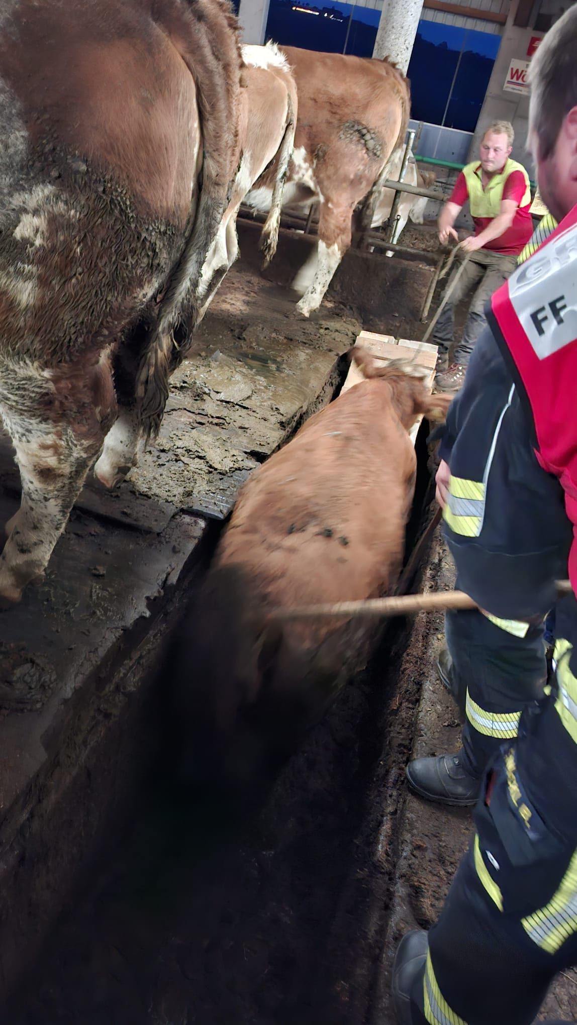 Die Kalbin wird über die Rampe aus der Grube getrieben.