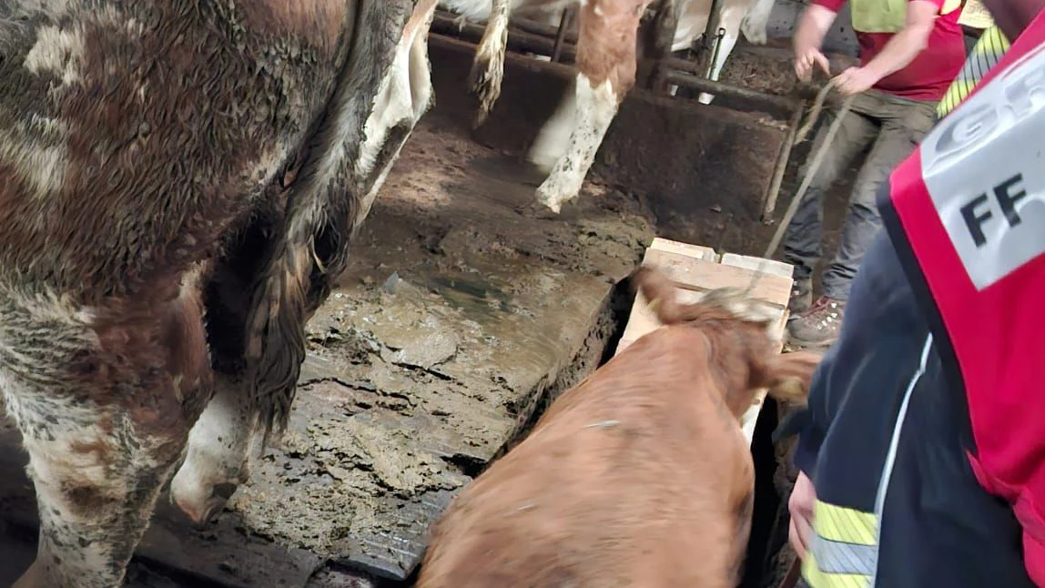 Die Kalbin wird über die Rampe aus der Grube getrieben.