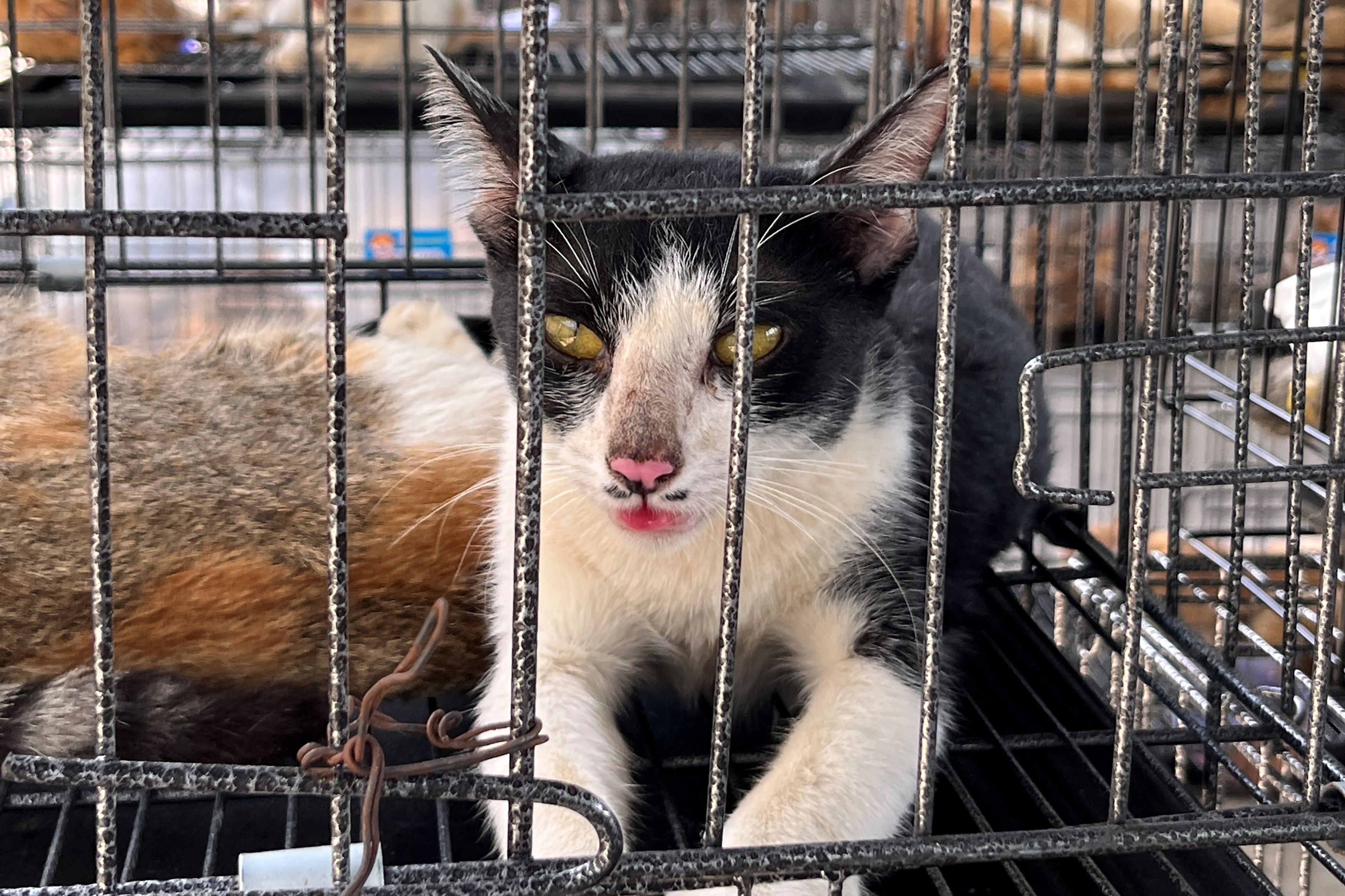 In Vietnam sollen fast 2.700 gestohlene Katzen für den Verzehr geschlachtet worden sein. Schon im Juni konnte eine solche Katzenfängerbande ausgehoben werden.