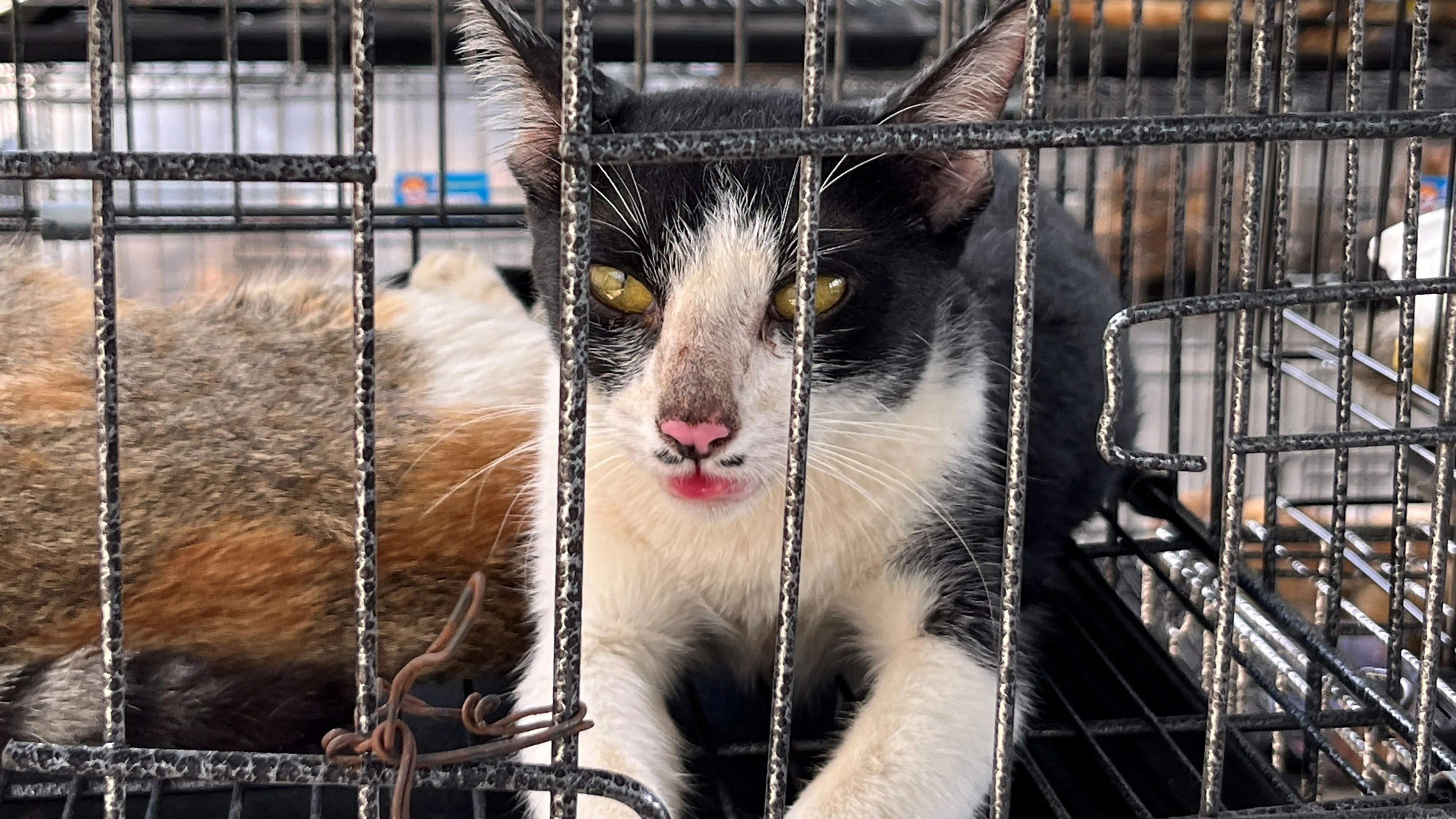 *** HANDOUT *** This handout picture taken on June 15, 2026 and released on June 16 by Humane World for Animals Vietnam shows cats seized by police at a facility in Ho Chi Minh City. More than 40 abducted cats have been reunited with owners after Vietnam police busted a feline theft ring and rescued 400 pets destined to be slaughtered for food, an animal rights group said June 16. (Photo by Handout / Humane World for Animals Vietnam / AFP) / -----EDITORS NOTE --- RESTRICTED TO EDITORIAL USE - MANDATORY CREDIT "AFP PHOTO / Humane World for Animals Vietnam " - NO MARKETING - NO ADVERTISING CAMPAIGNS - DISTRIBUTED AS A SERVICE TO CLIENTS