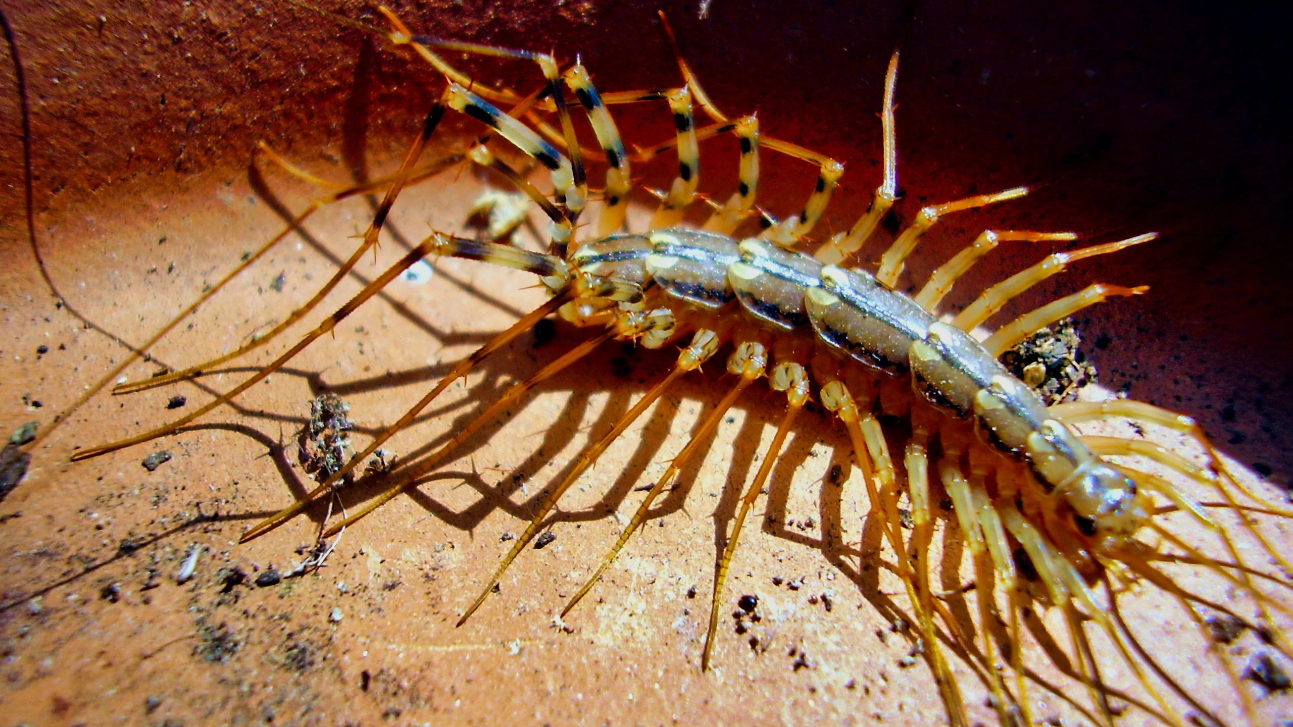 Close up of a Scutigera coleoptrata aka House Centipede