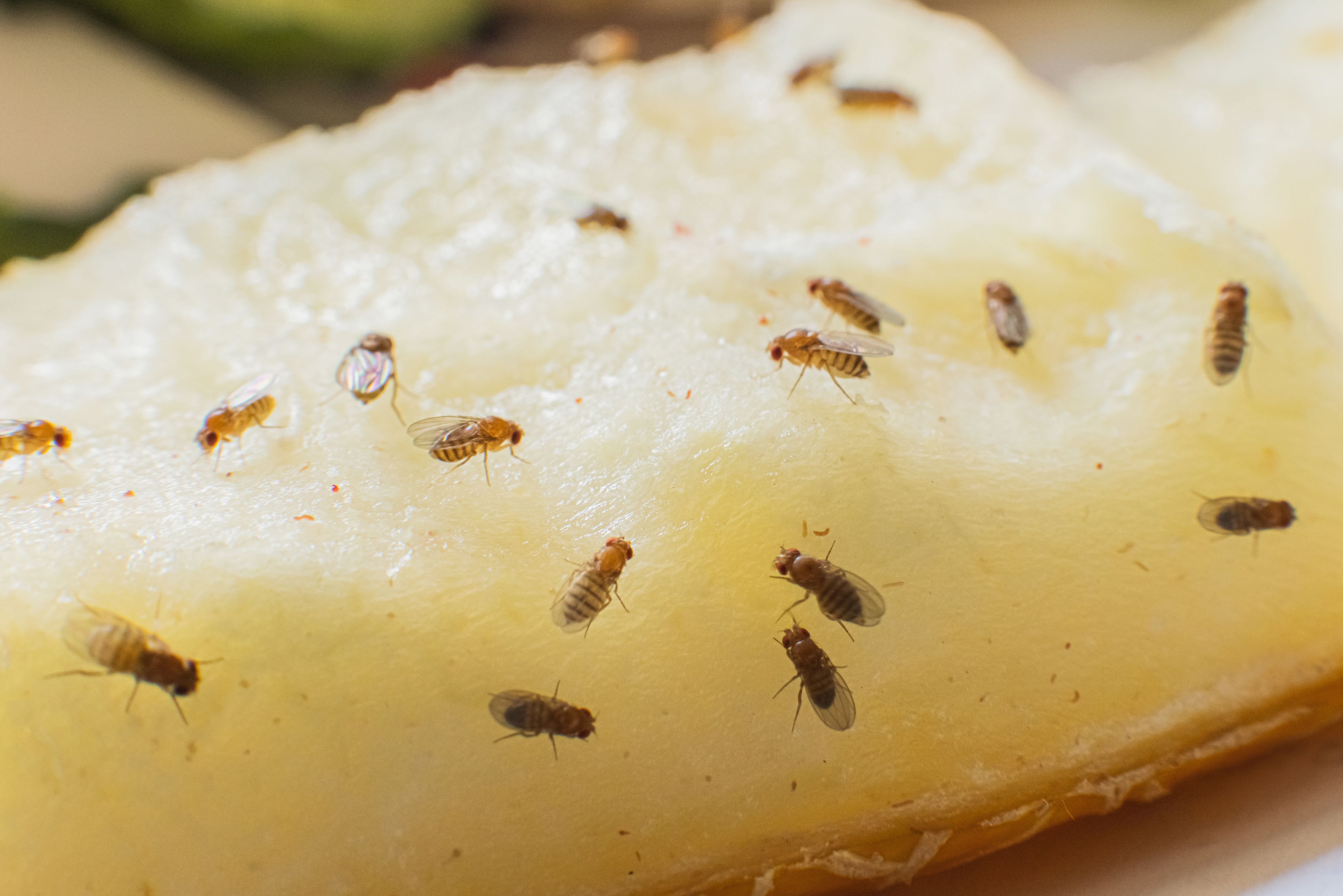 Gerade glaubst du, die letzte Fruchtfliege erwischt zu haben – schon sitzt die nächste auf dem Apfel.