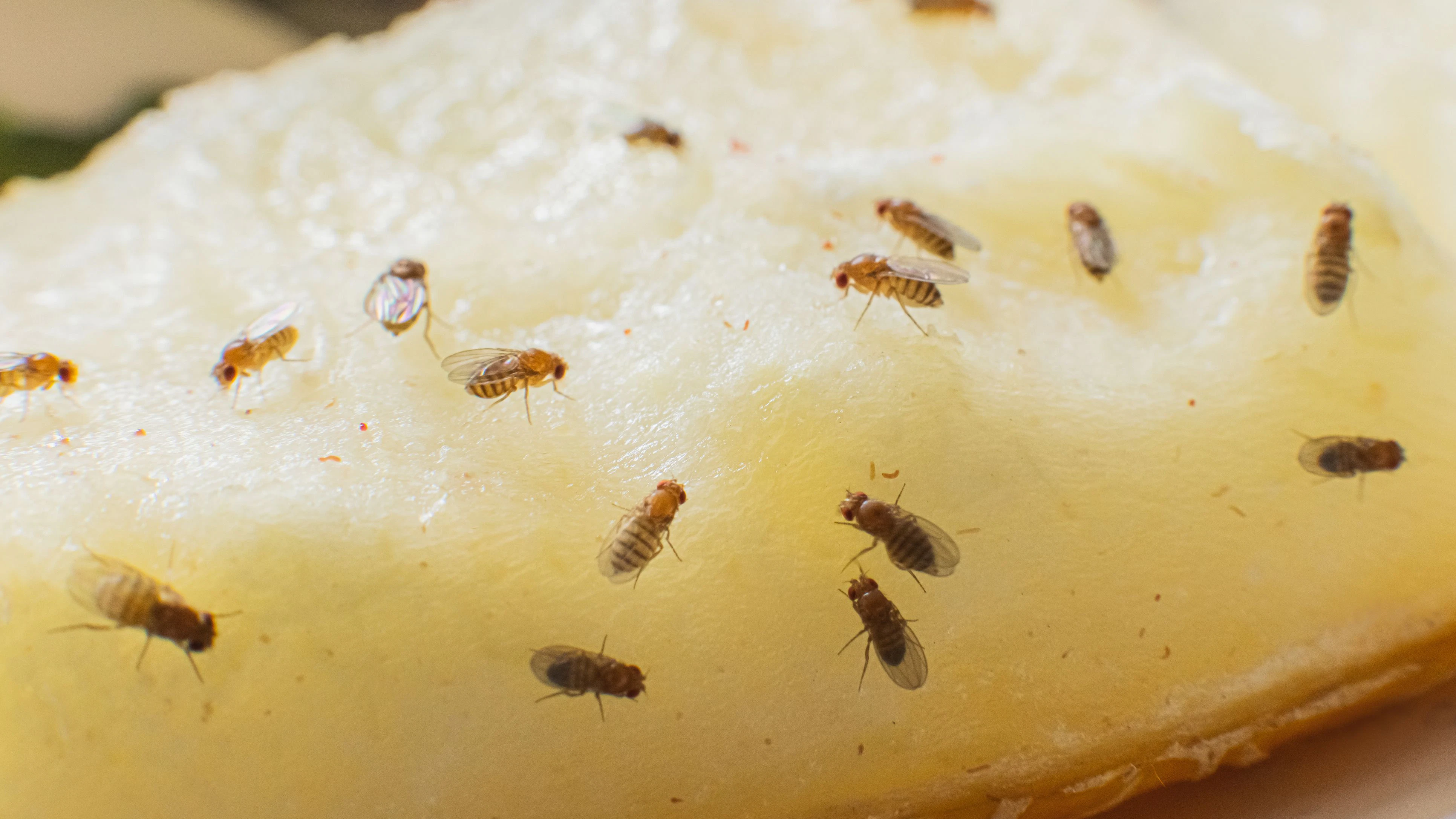 Fruchtfliegen