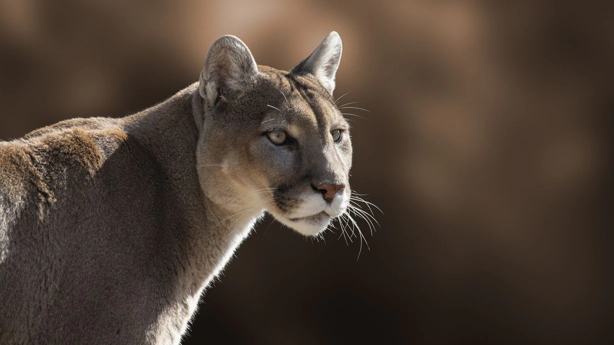 A closeup portrait of a cougar.