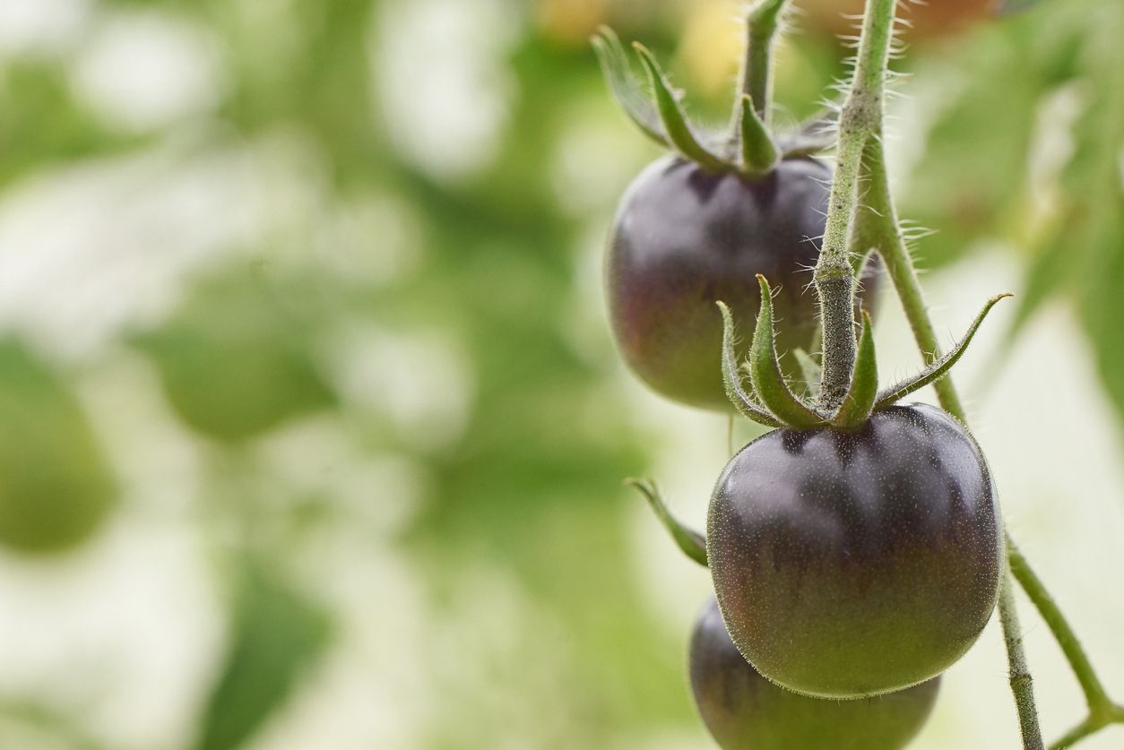 Kältetolerante Tomatensorten können auch bei sinkenden Temperaturen noch reife, schmackhafte Früchte liefern.