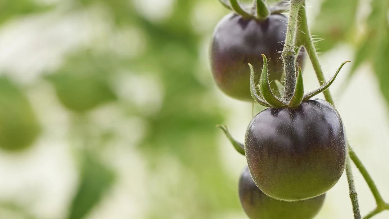 Horizontal shot of tomatoes black Prince on the branch. Ripe tomatoes ready to pick in a greenhouse