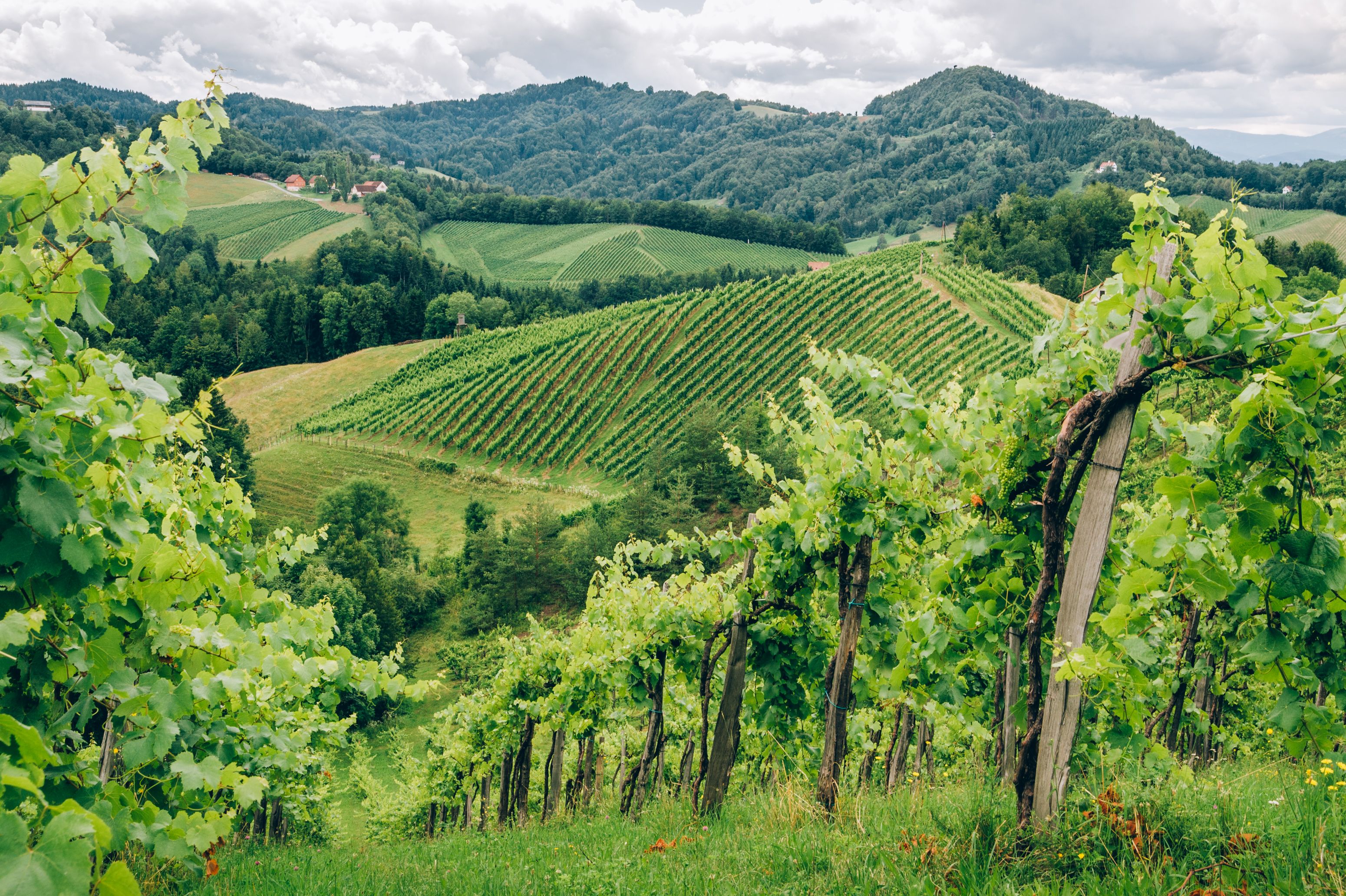 In Štajerska treffen historische Weinkeller, spektakuläre Weinberge und kurvige Straßen aufeinander.