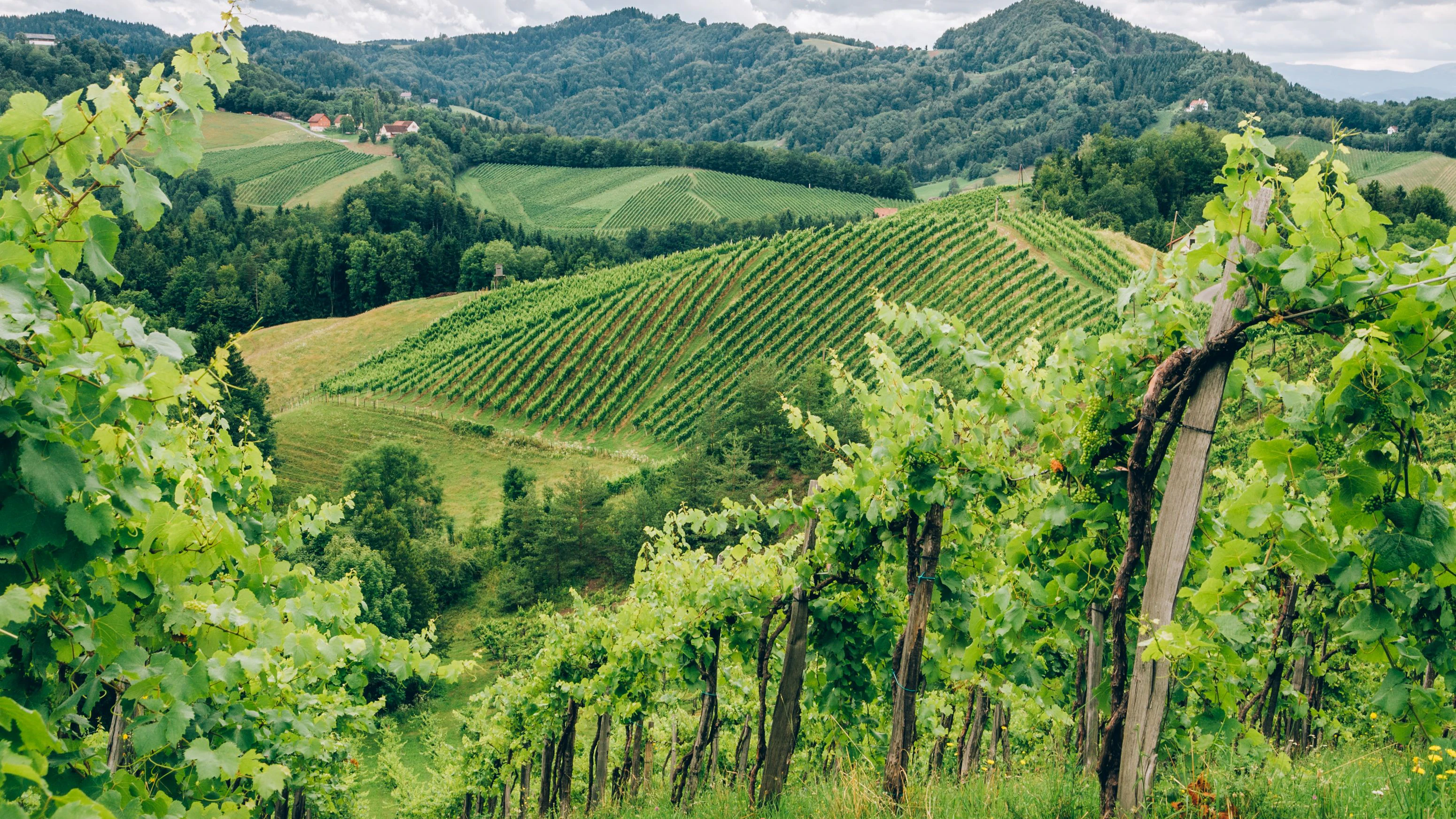 Grapevines in the hills of Southern Styria