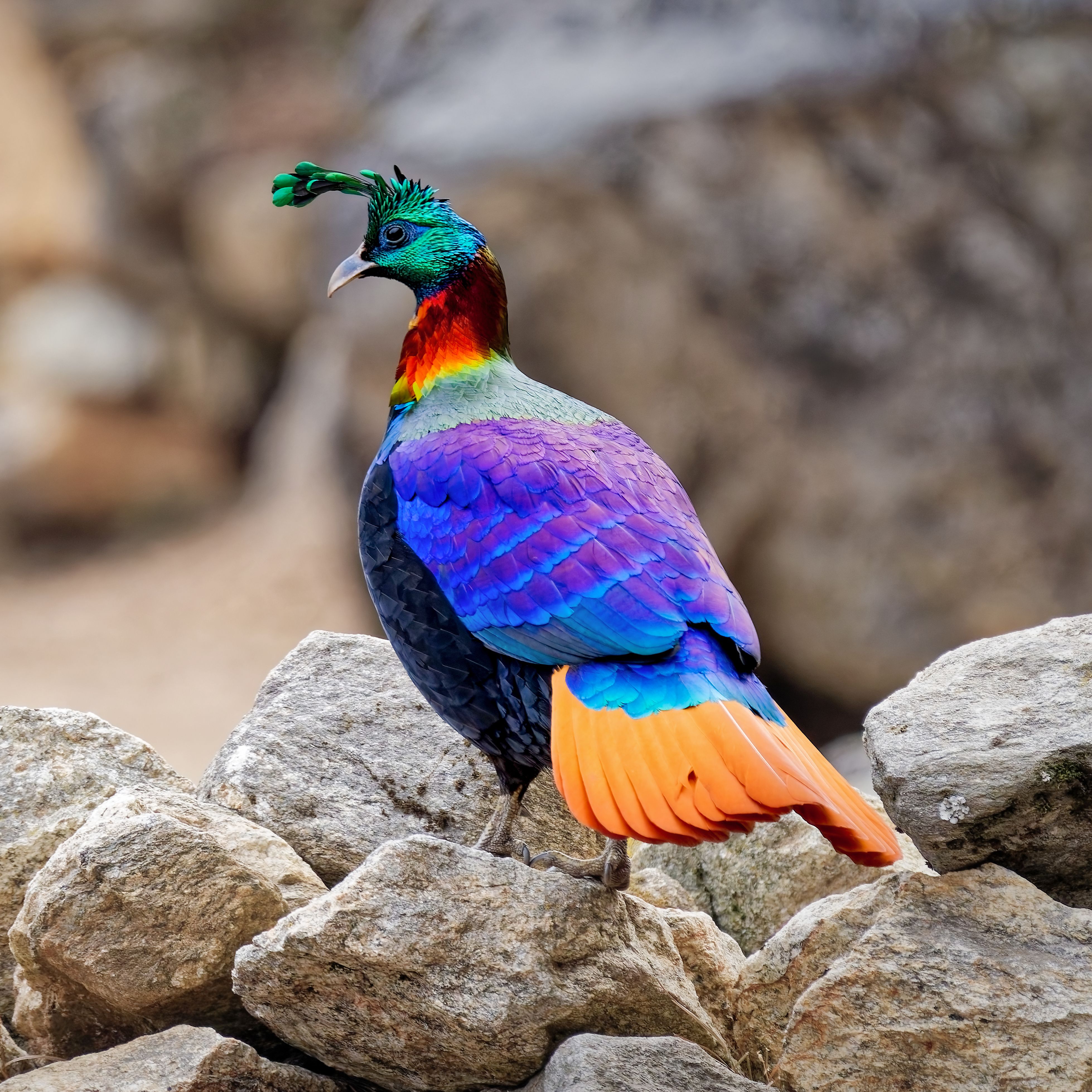 Das Federkleid der männlichen Rostschwanz-Glanzfasane beeindruckt mit Farbenpracht. Aufgenommen 2025 im Sagarmatha-Nationalpark in Nepal.