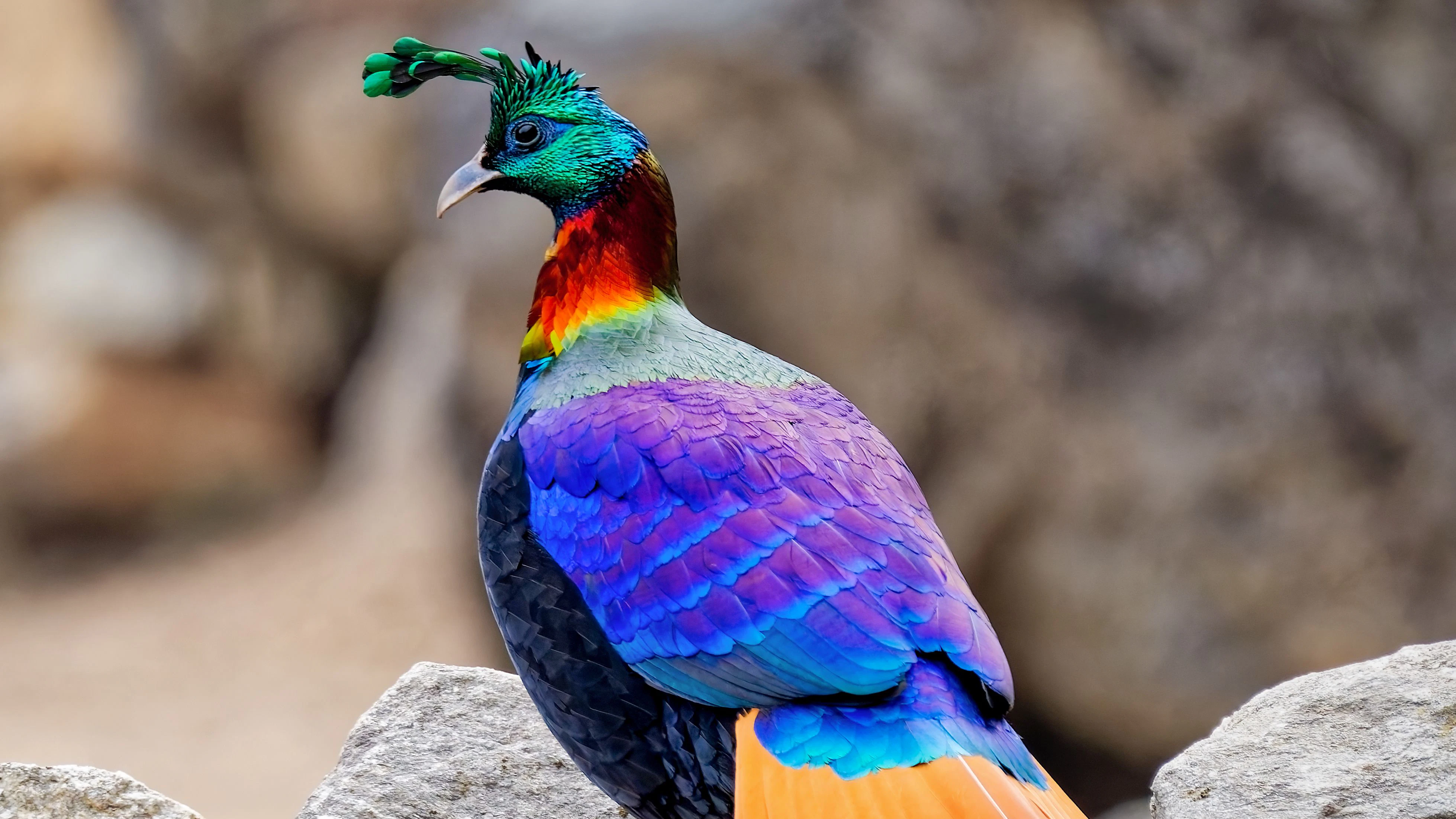 Das Federkleid der männlichen Rostschwanz-Glanzfasane (auch Monals genannt) beeindruckt mit Farbenpracht. Aufgenommen 2025 im Sagarmatha-Nationalpark in Nepal.