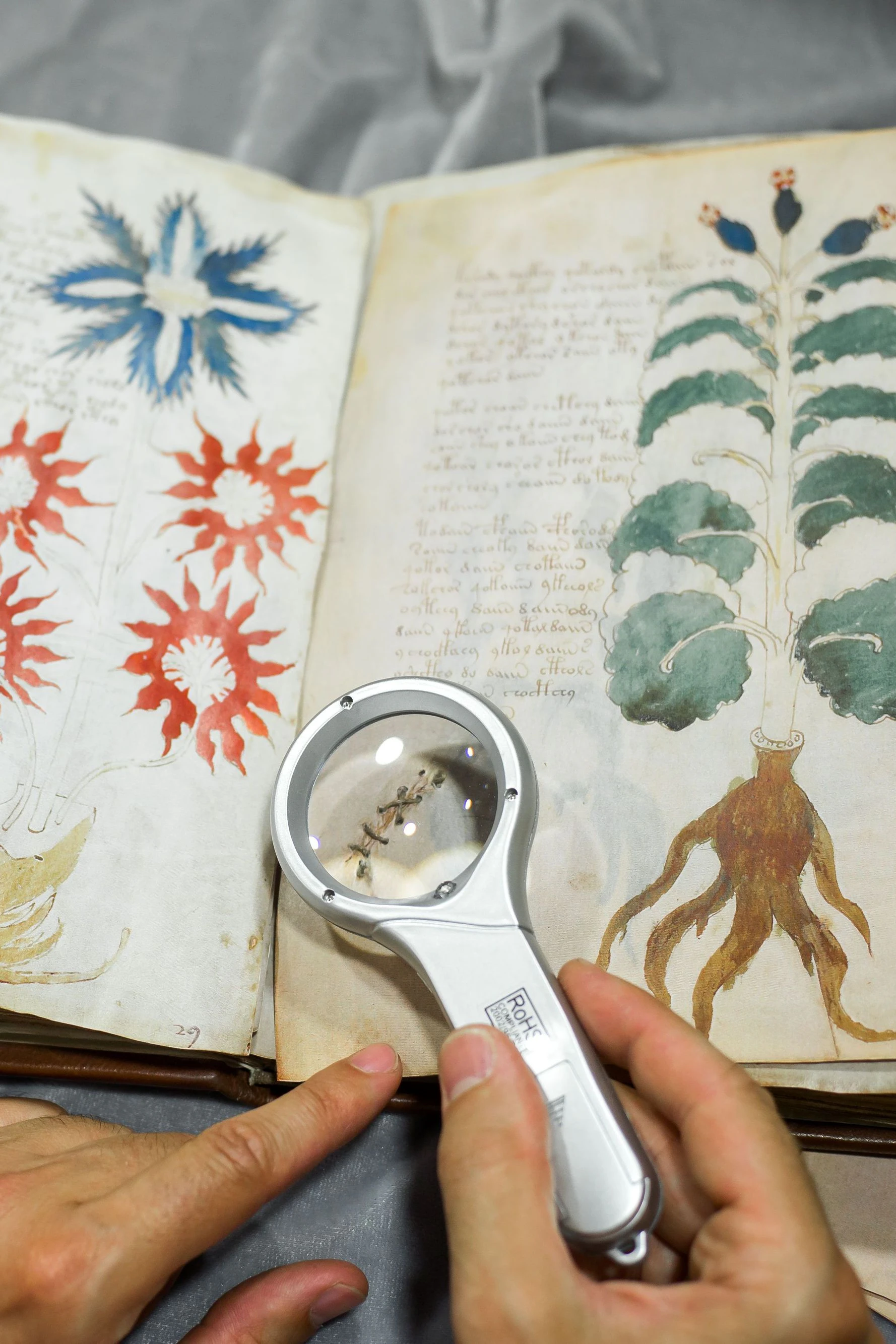 Eine Doppelseite aus dem Voynich-Manuskipt wird von einem Experten untersucht. Jetzt ist man draufgekommen: die Seiten wurden offenbar in der falschen Reihenfolge gebunden
