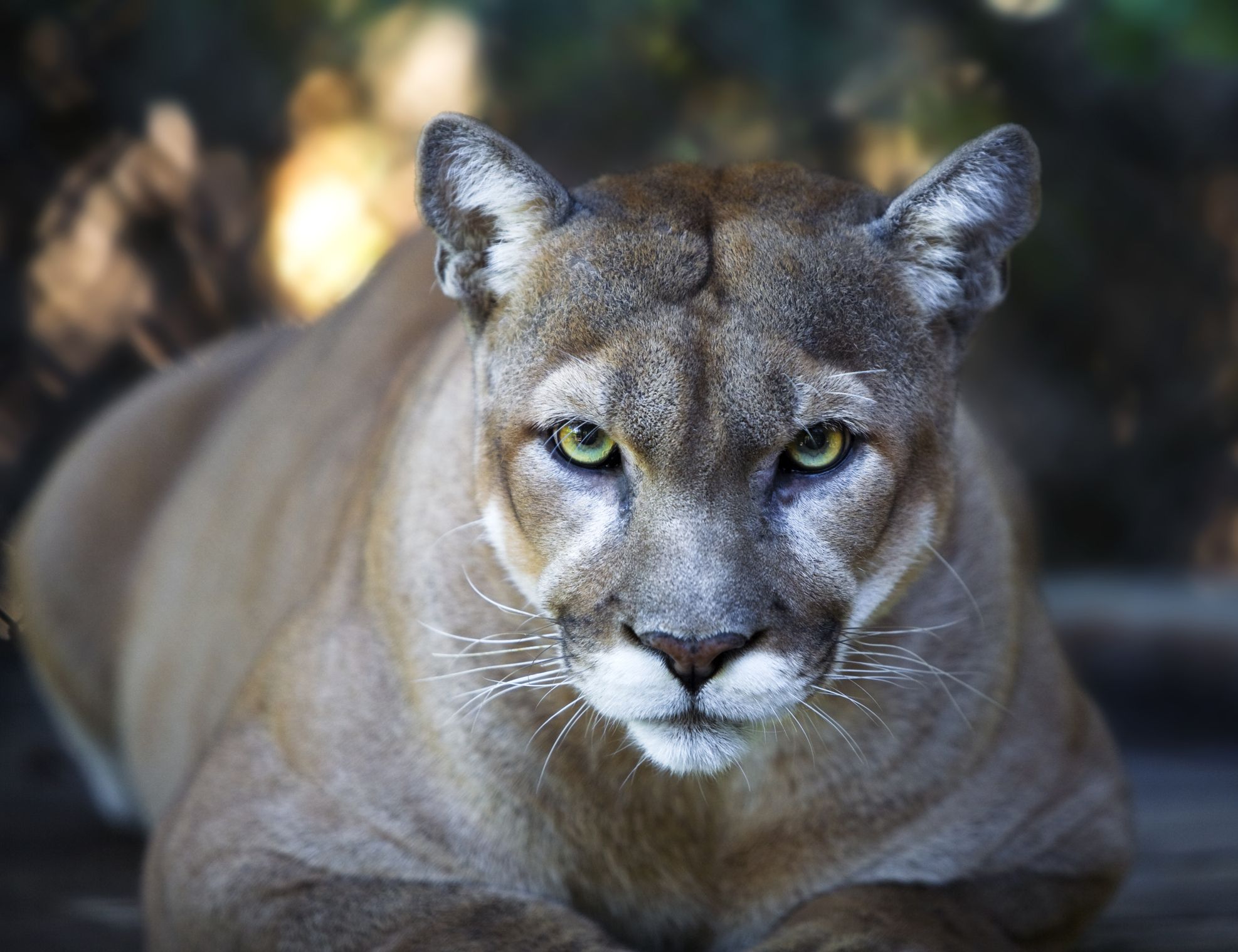 Ein Foto aus einer mutmasslichen Wildtierkamera soll die Raubkatze nahe dem Münchner Flughafen zeigen. (Symbolfoto)