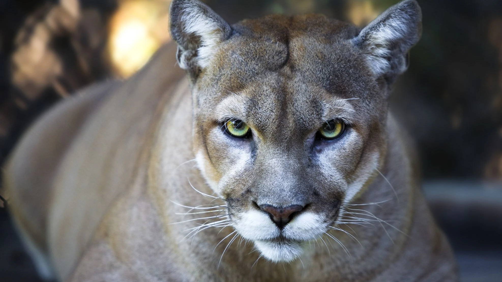 Heute.at - Lebensgefährlich! Puma nahe Münchner Flughafen