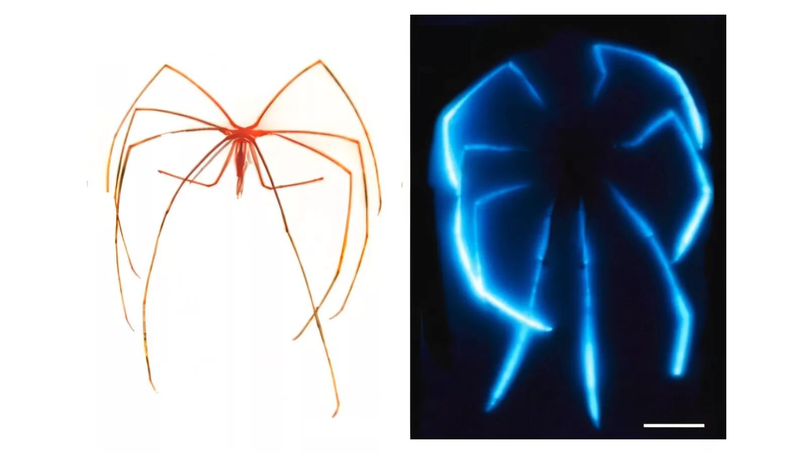 Die Tiere können aus ihren Beinen tiefblaues Licht aussenden.