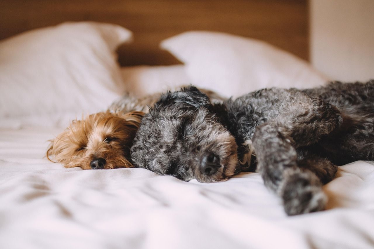Schlafende Hunde