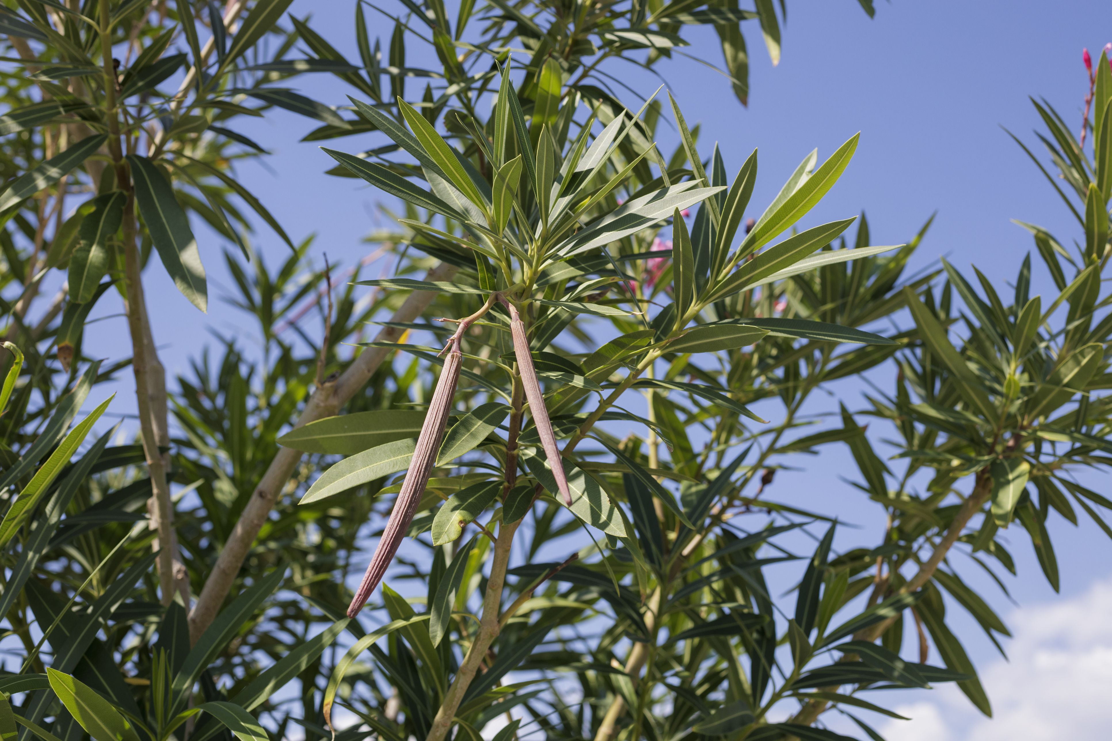 Der Sommer ist vorbei, die Blüten verschwinden. Dafür trägt der Oleander plötzlich etwas, das verdächtig nach Bohnen aussieht.