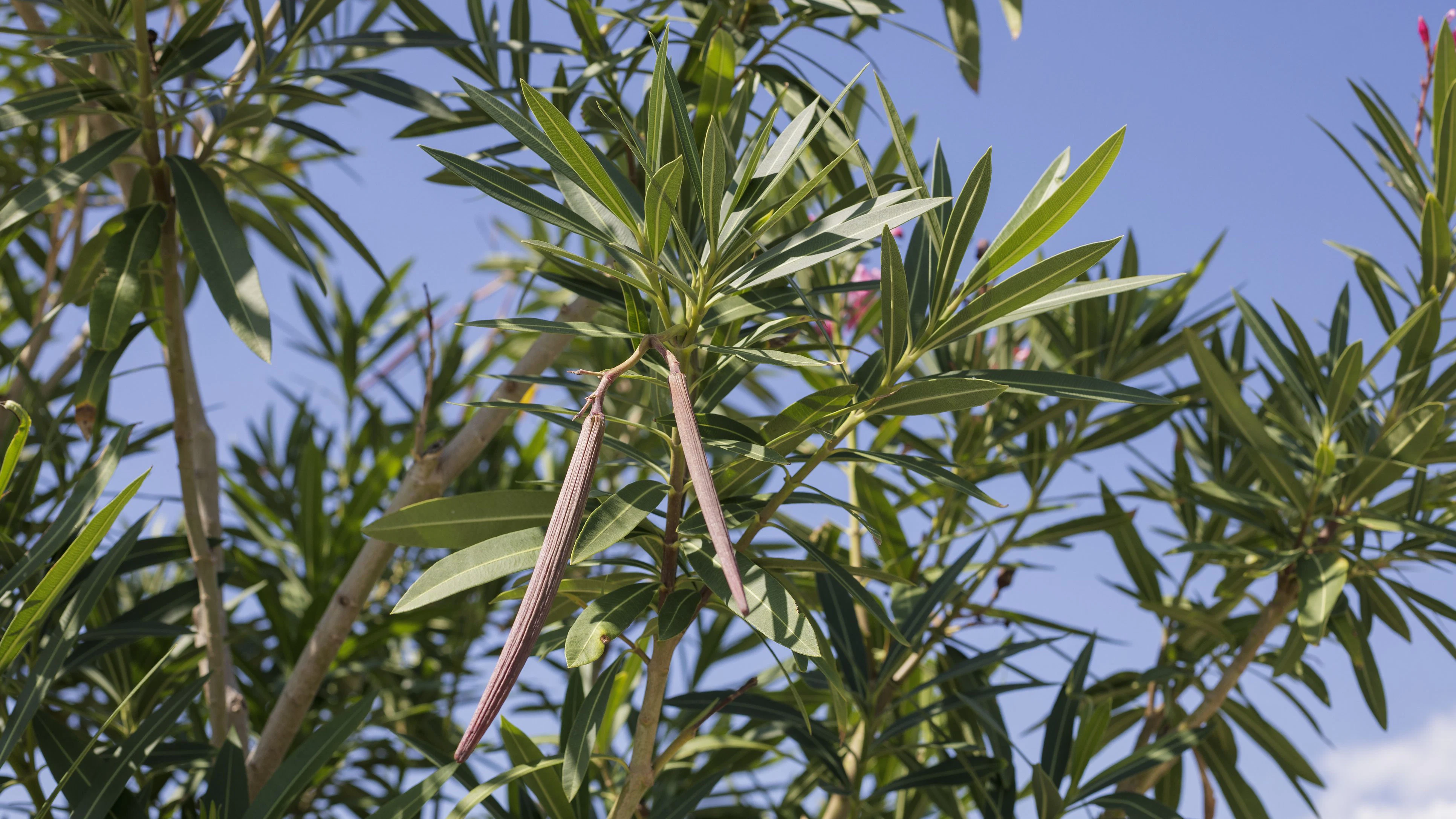 Oleander-"Bohnen"