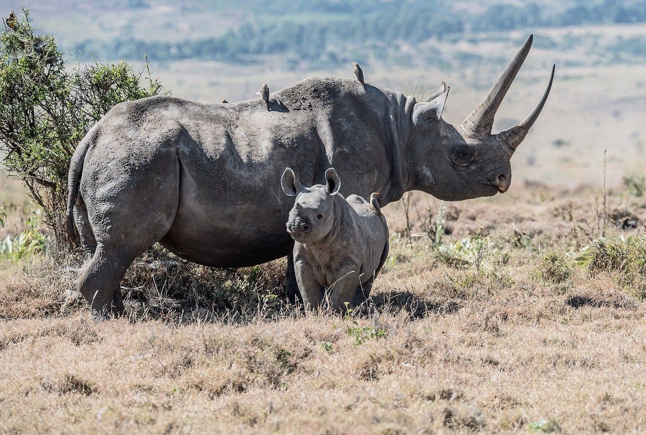 Bedrohtes Nashorn mit Nachwuchs