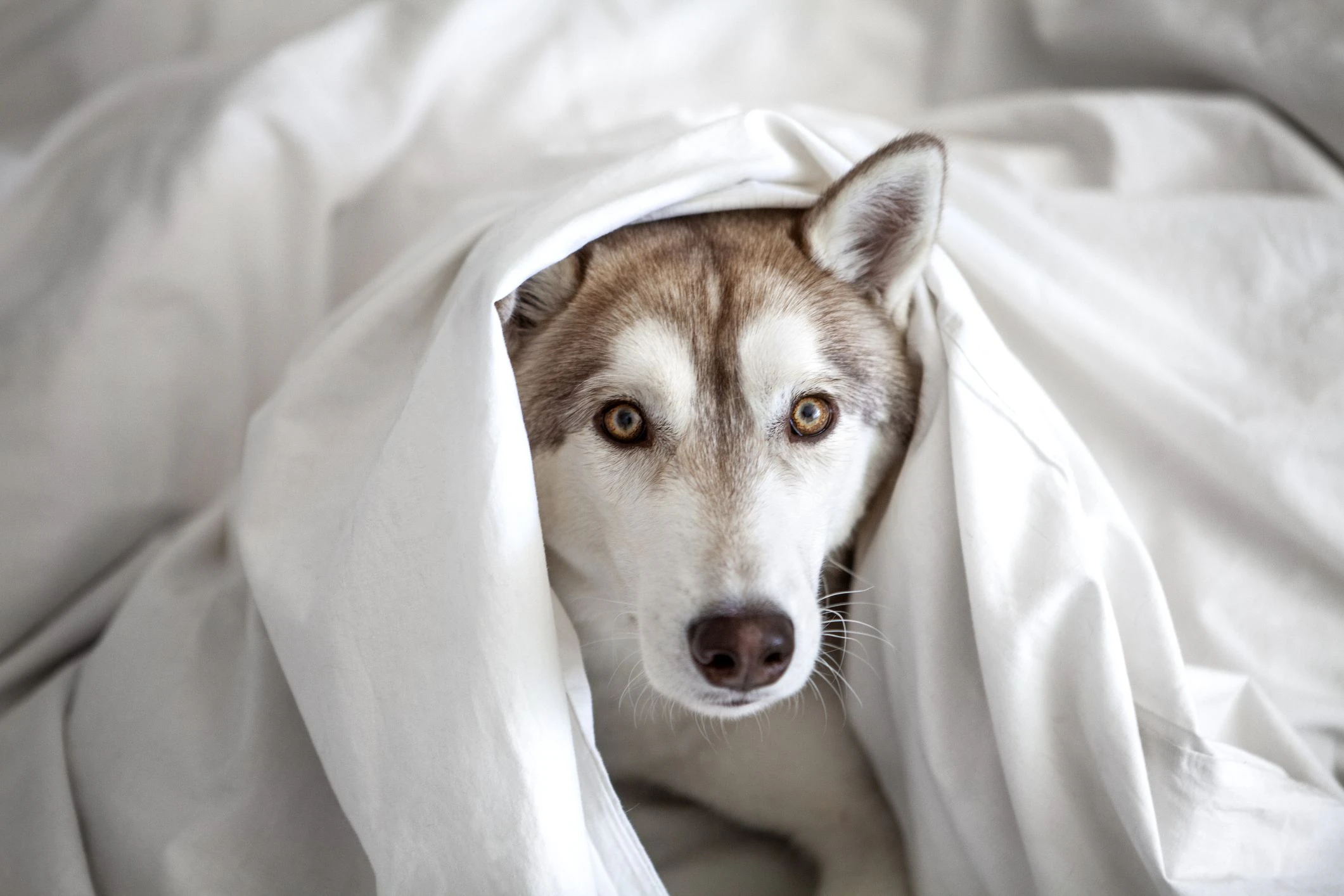Insgesamt 38 Huskys und Malamutes waren an der Studie beteiligt. Demnächst soll sie auf weitere Hunderassen ausgeweitet werden