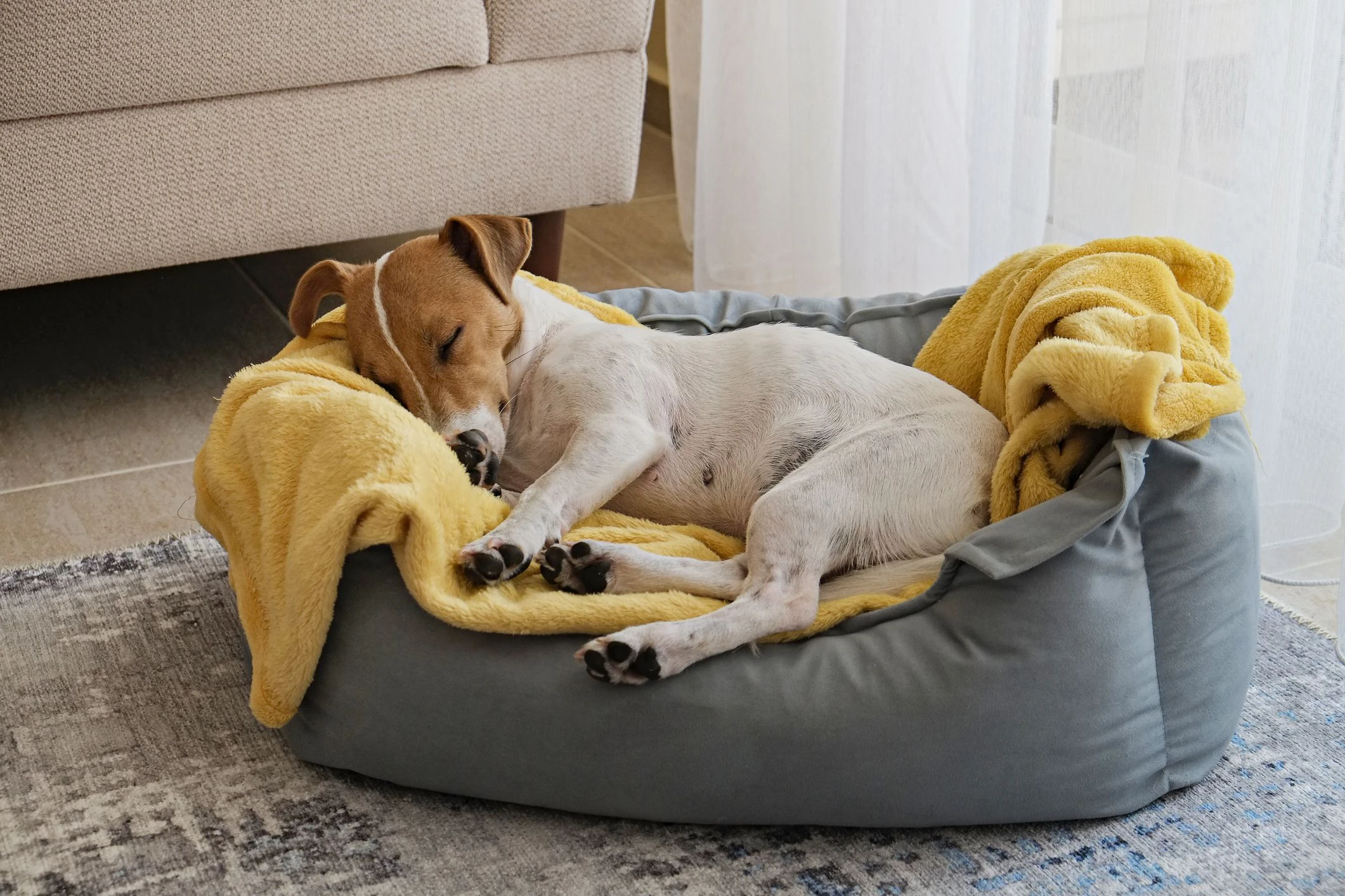 Good News für Hygiene-Skeptiker: Auch das Hundebettchen neben dem Menschenbett beschert beiden Seiten süße Träume