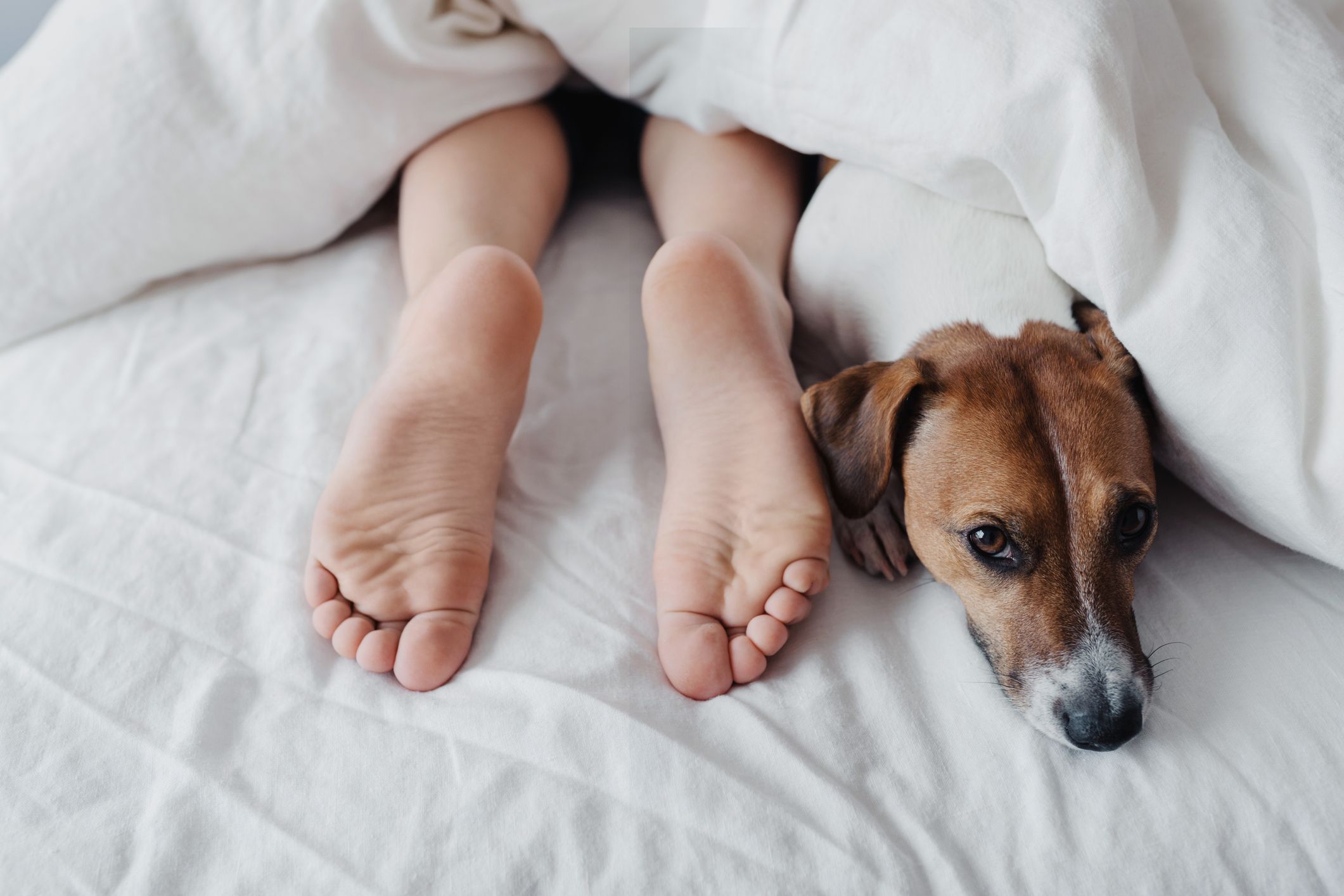 Heute.at - Warum man mit Hund im Bett besser und tiefer schläft