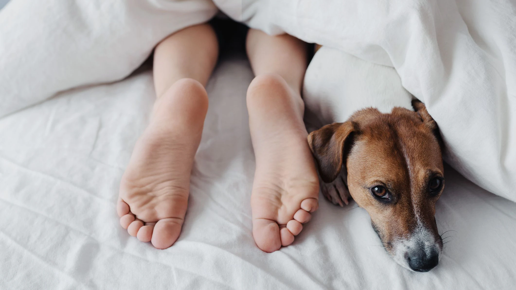 Heute.at - Warum man mit Hund im Bett besser und tiefer schläft