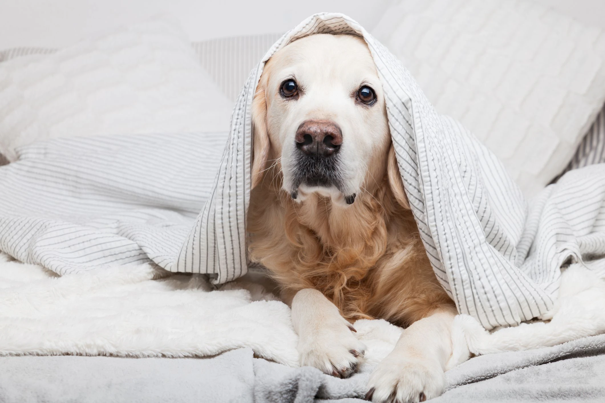 Wenn wer die Schlafqualität des anderen einschränkt, dann eher der Mensch die des Hundes als umgekehrt, so die kanadische Studie