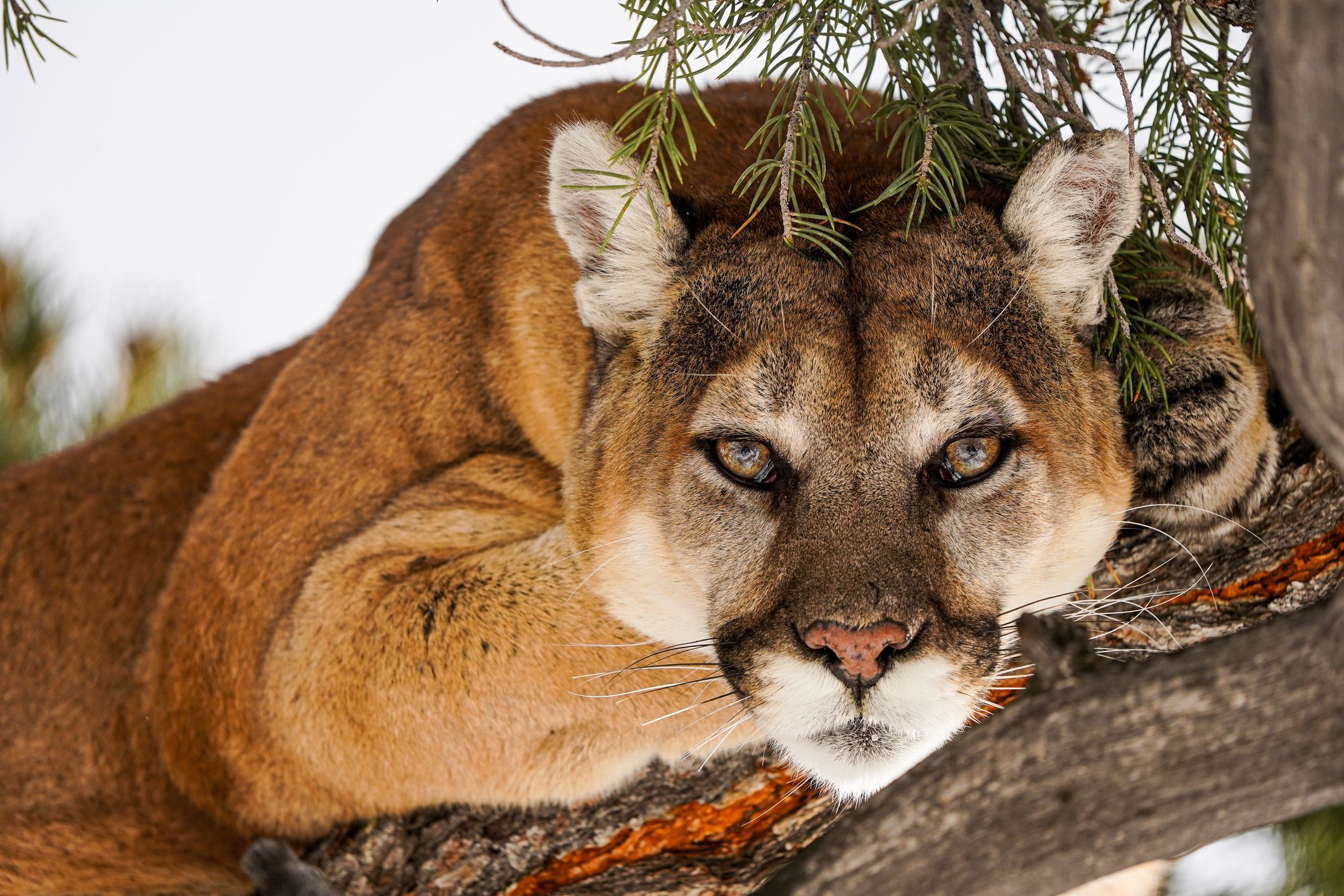 Das Gebiet nahe dem Münchner Flughafen wurde großräumig nach einem mutmaßlichen Puma abgesucht - bisher ohne Erfolg. (Symbolbild)