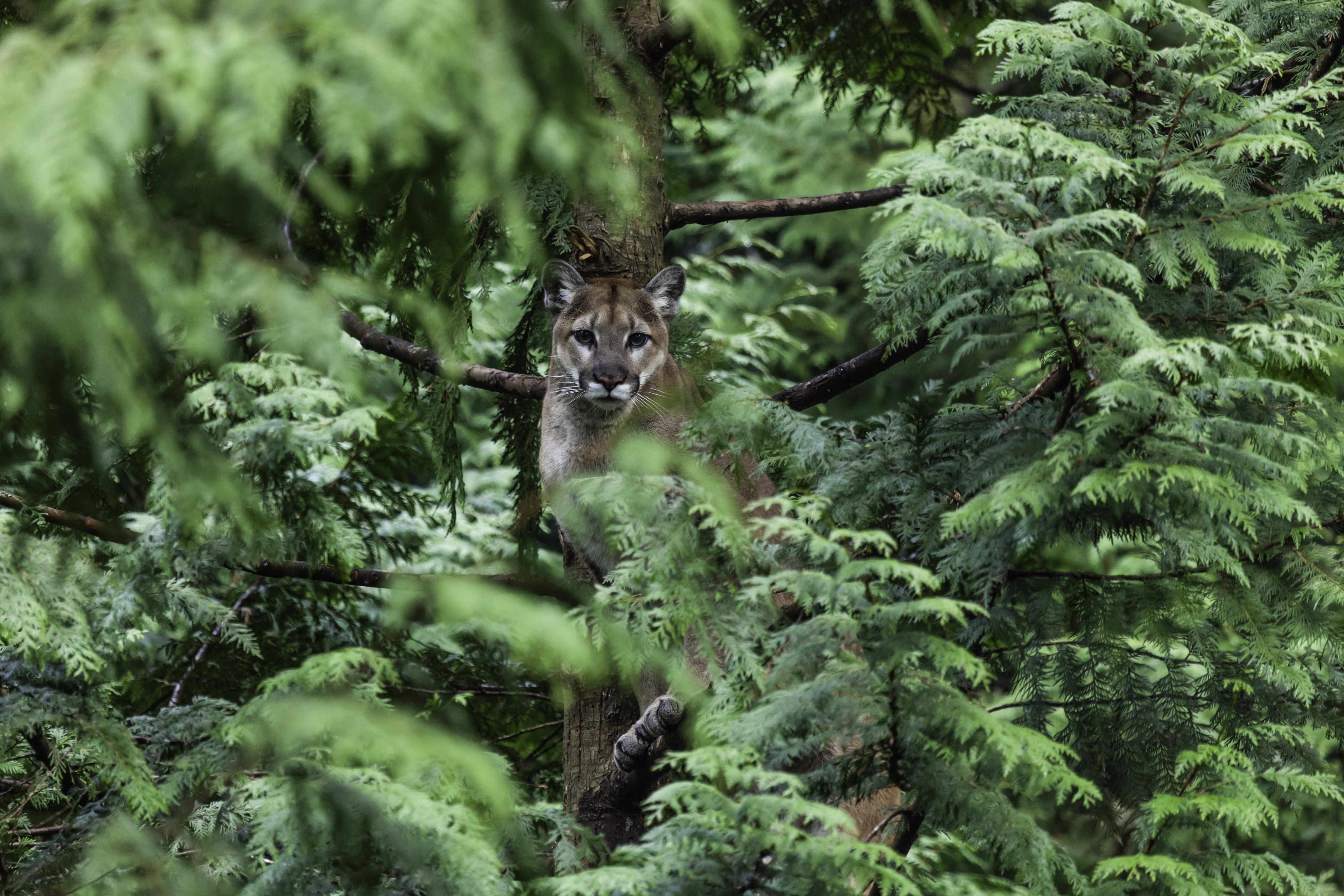 Bislang gibt es keine neue Spur von dem mutmaßlichen Puma. (Symbolbild)