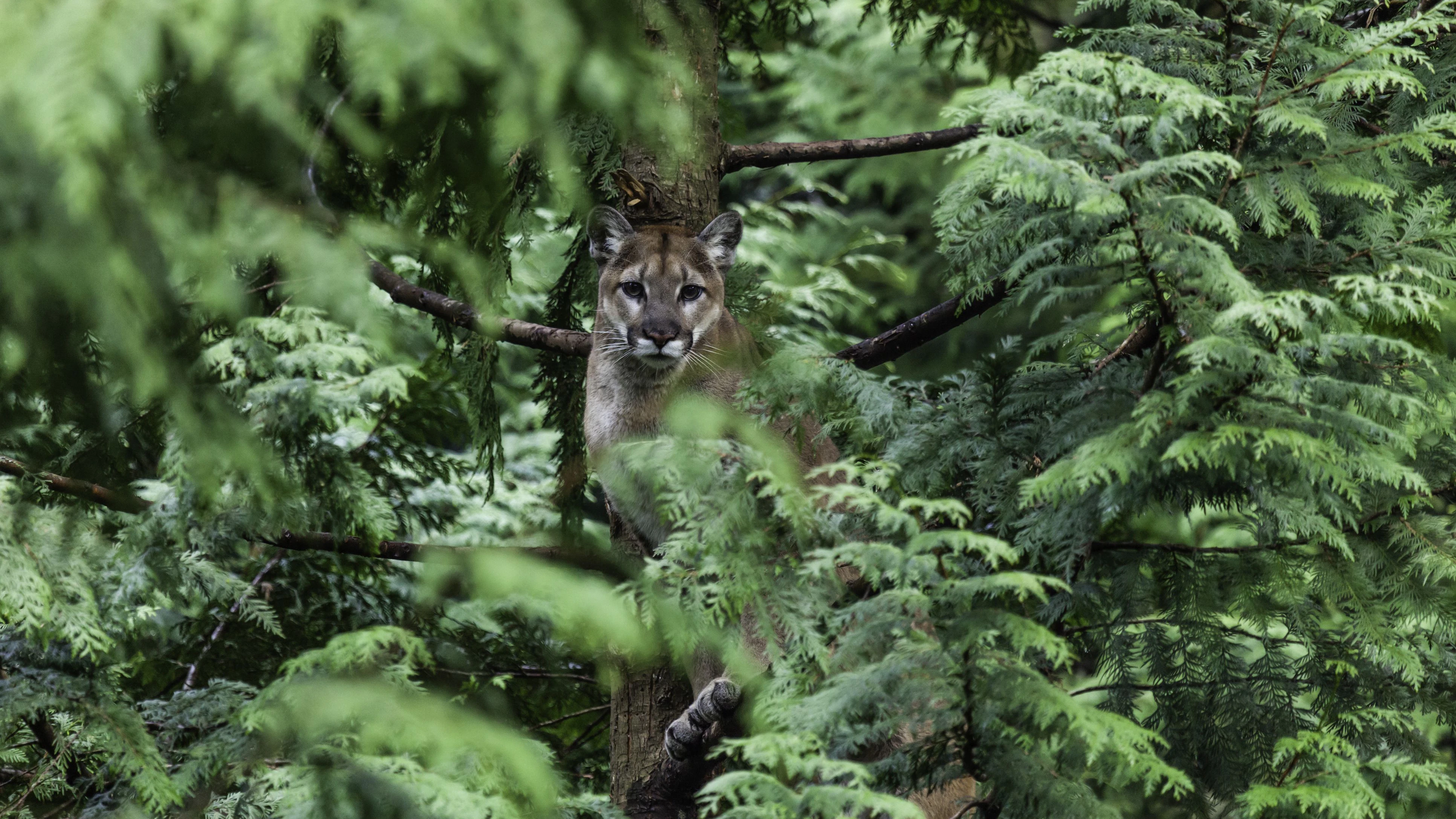 Female cougar sitting in a Cedar Tree looking directly at the camera