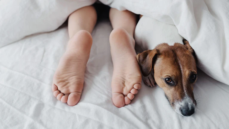 Den Hund im Bett schlafen zu lassen, bringt Zwei- wie Vierbeinern Vorteile, so eine Studie aus Kanada. Und wer hygienische Bedenken hat, muss trotzdem nicht auf seinen Schlaf-Buddy verzichten: Auch das Körbchen neben dem Bett beschert beiden Spezies süße Träume.