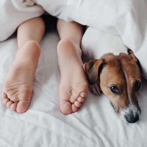 Warum man mit Hund im Bett besser und tiefer schläft