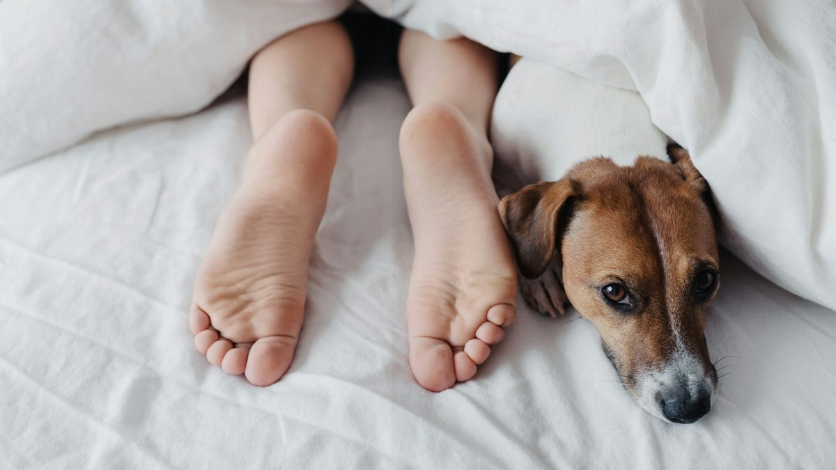 New Study Reveals Dogs in Bed Do Not Disrupt Human Sleep Quality