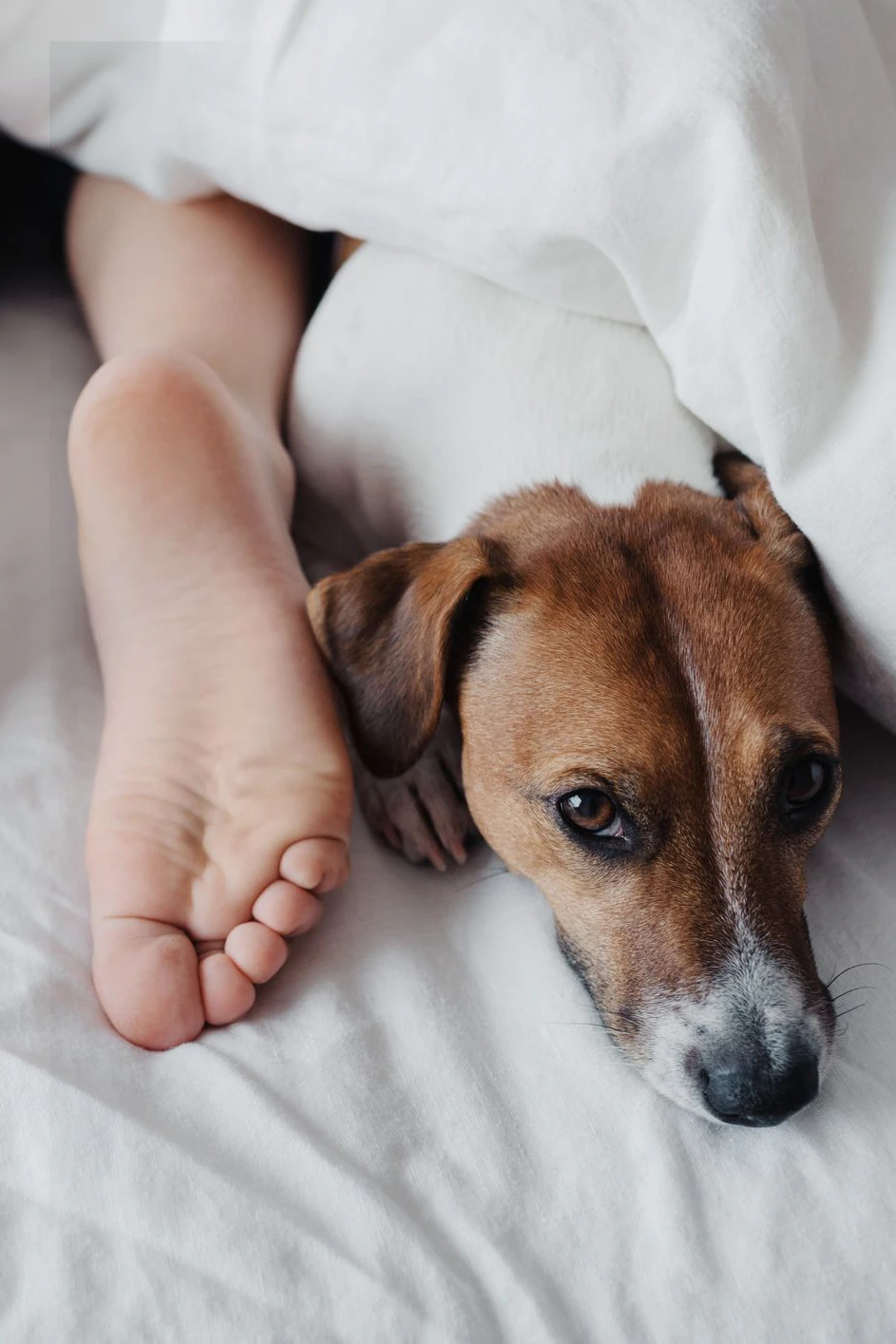Immer Seite an Seite: den Hund im eigenen Bett schlafen zu lassen, bringt beiden einen besseren Schlaf