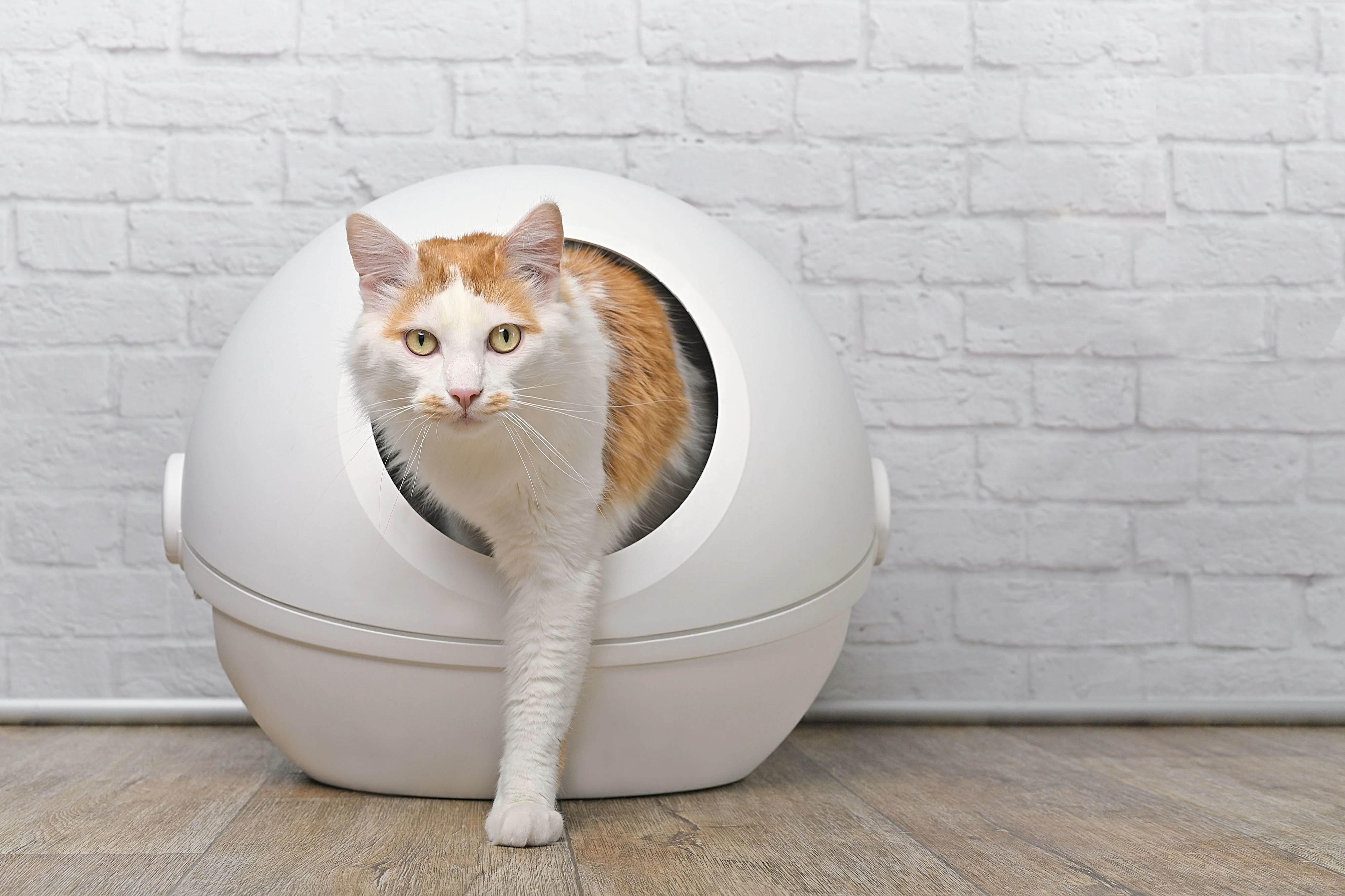 Hygiene ist der beste Schutz gegen Giardien: Die Hände sollten nach jedem Kontakt mit der Katze gewaschen, das Katzenklo täglich gereinigt werden