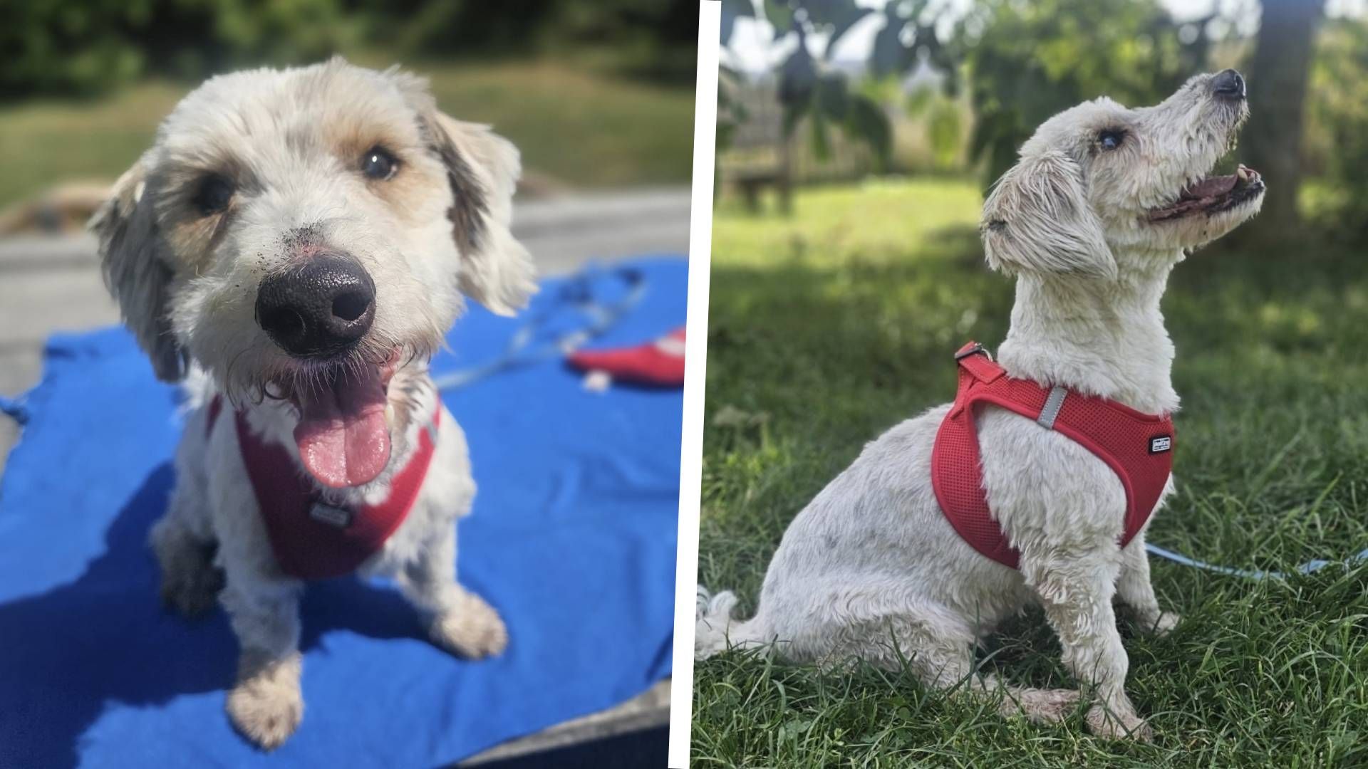 Heute.at - Trauriges Schicksal: Hundeopa Mogli sucht neues Zuhause