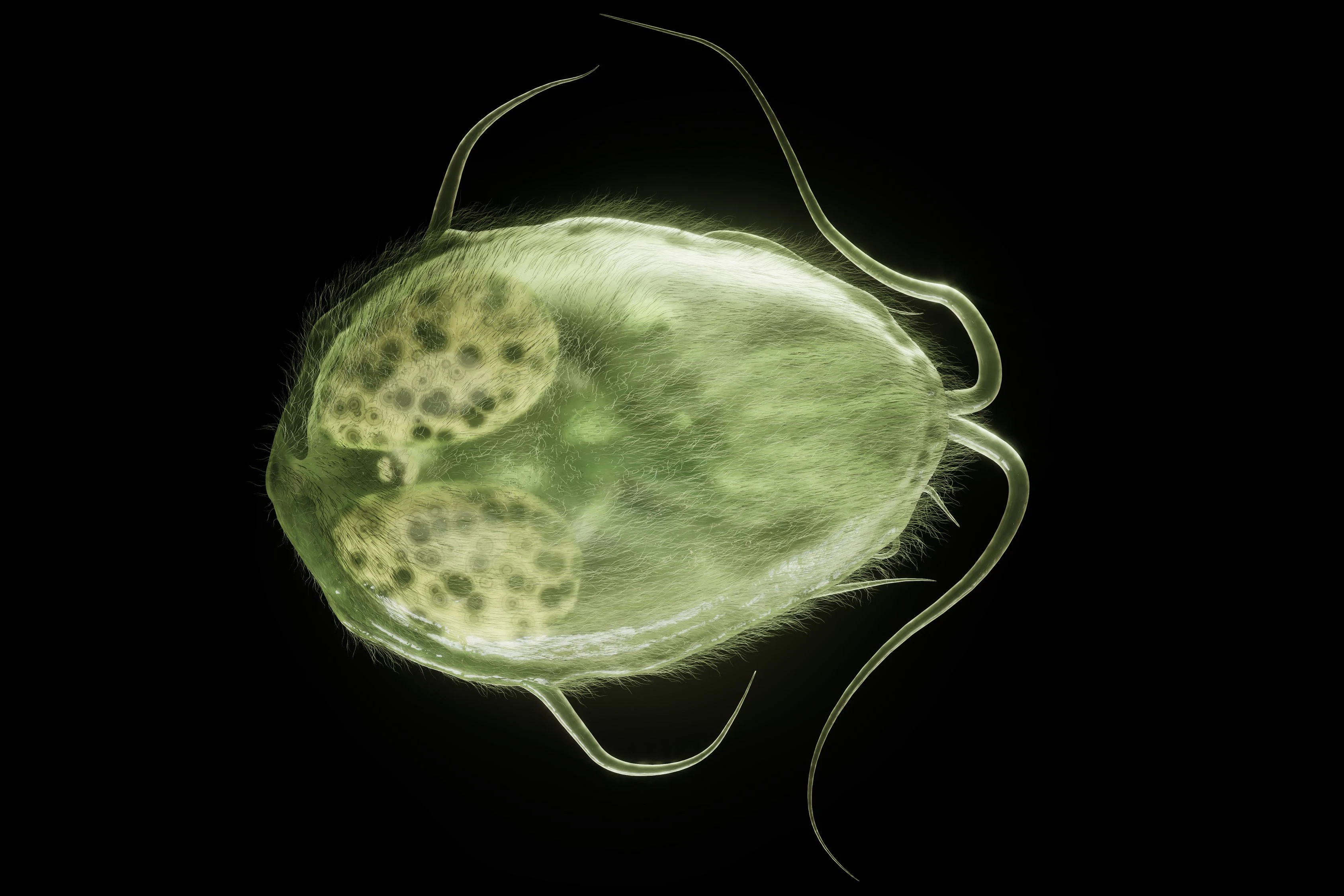 Giardia duodenalis ist ein einzelliger Parasit, der beim Menschen zu Darmbeschwerden, Übelkeit und Appetitlosigkeit führen kann