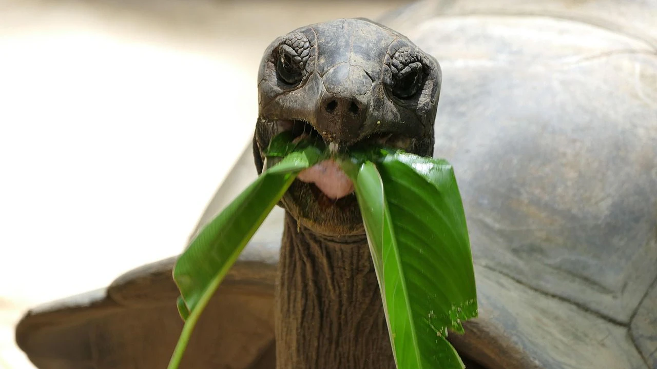 Uralte Riesenschildkröte