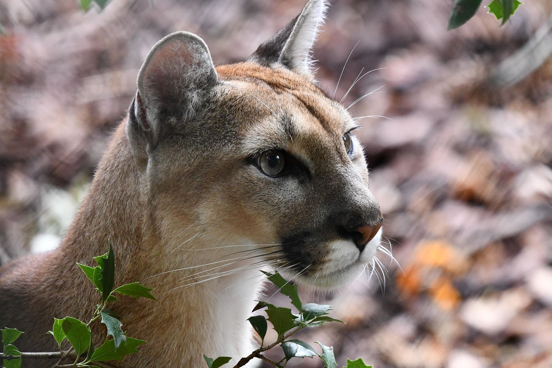 Streunt ein Puma durch München? (Symbolbild)