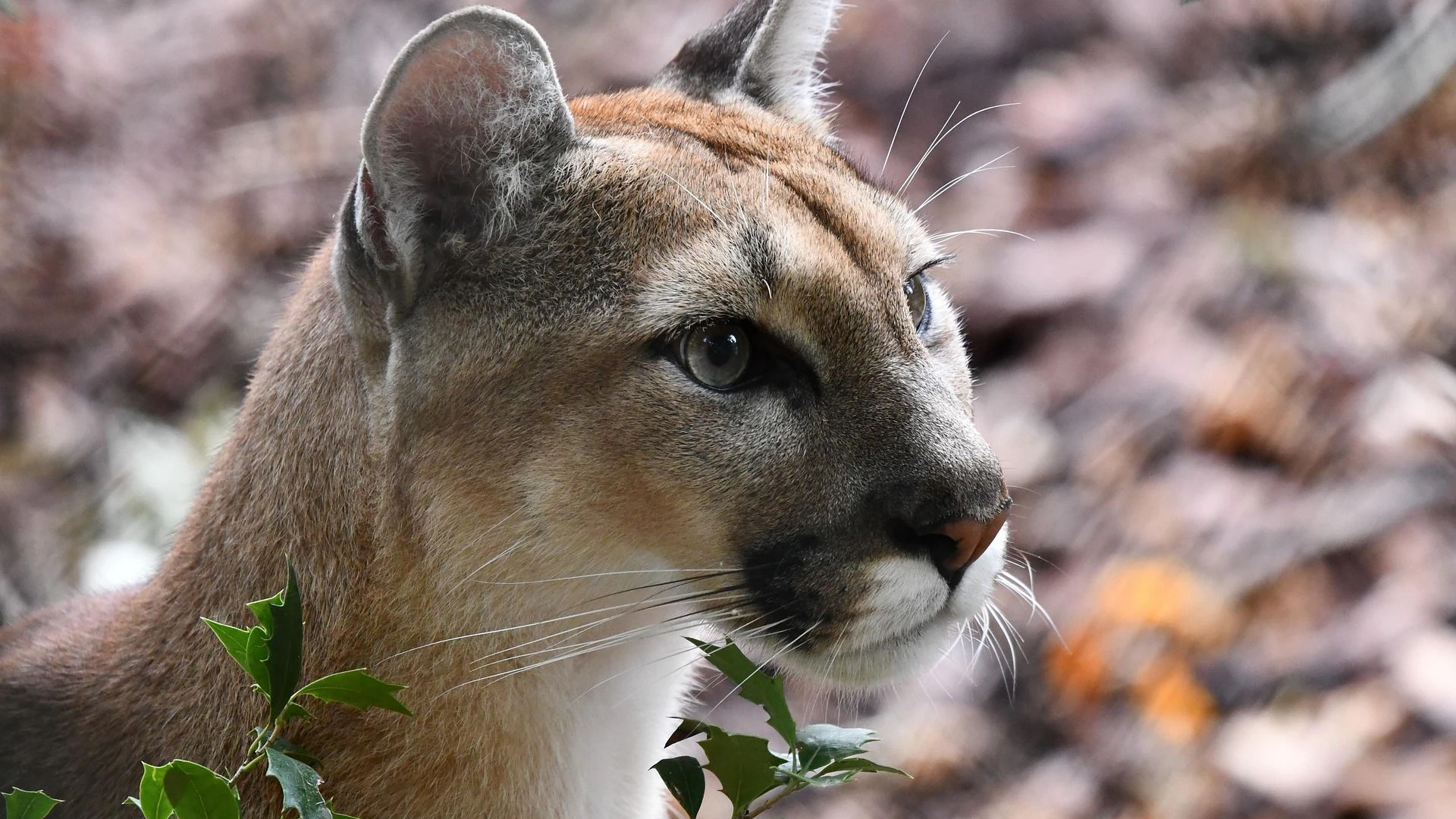 Puma