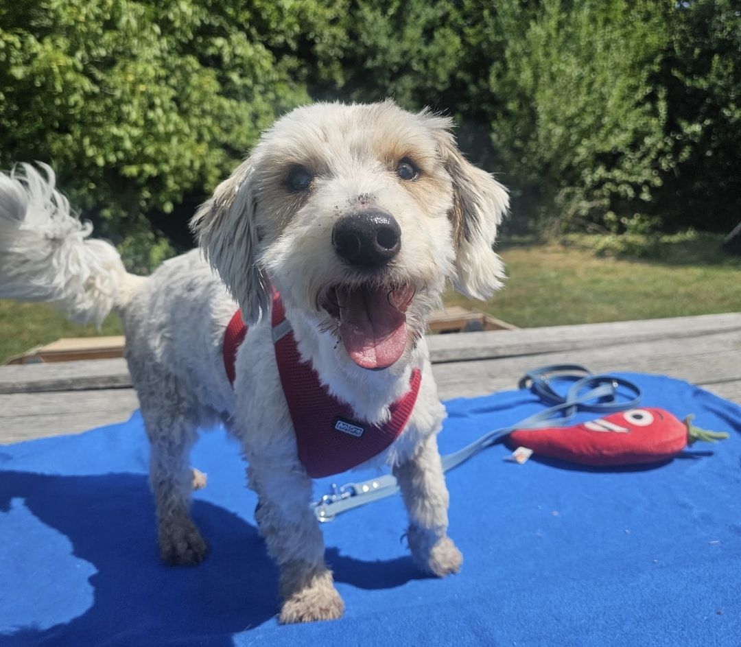 Zum Welthundetag hofft Hunde-Opa Mogli nach dem Tod seines Herrchens auf eine neue Familie, die ihm noch einmal Liebe und Geborgenheit schenkt.