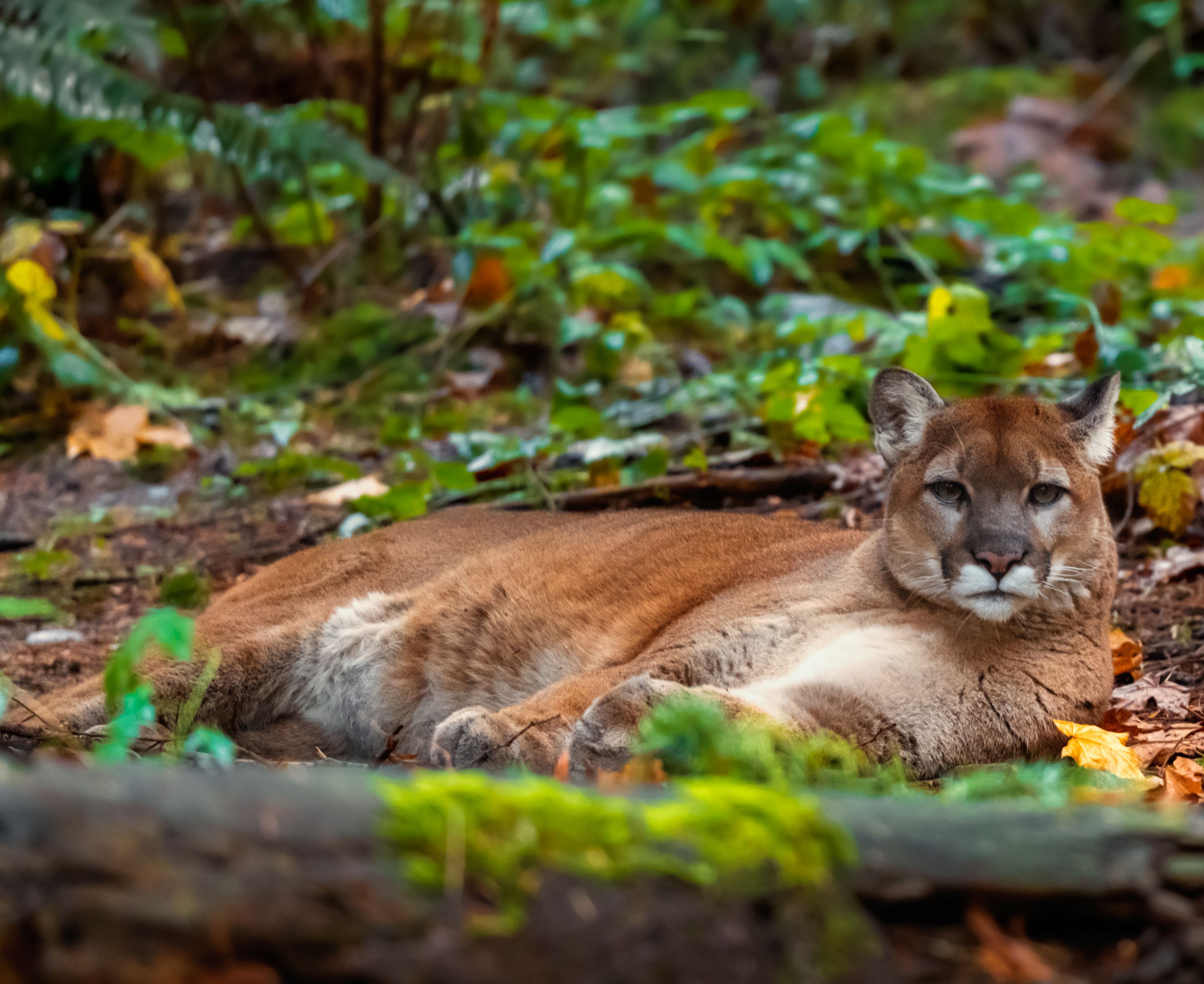 Bislang gibt es keine neue Spur von dem mutmaßlichen Puma. (Symbolbild)