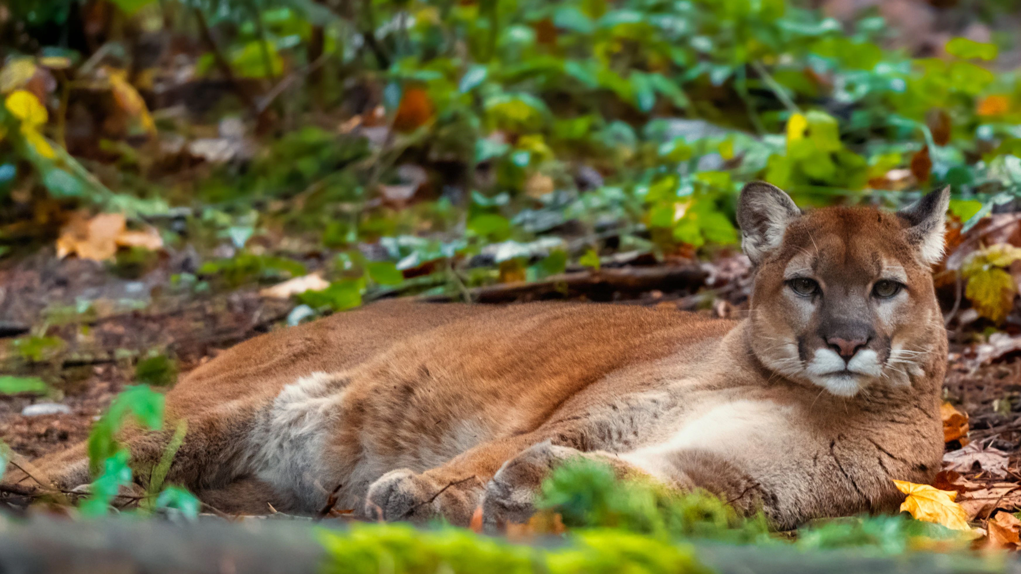 A cougar rests low among the forest leaves, blending beautifully into the earthy colors of its surroundings. The animal’s direct gaze adds intensity to the scene, while the soft greenery and fallen autumn leaves create a natural frame around its powerful yet relaxed presence.