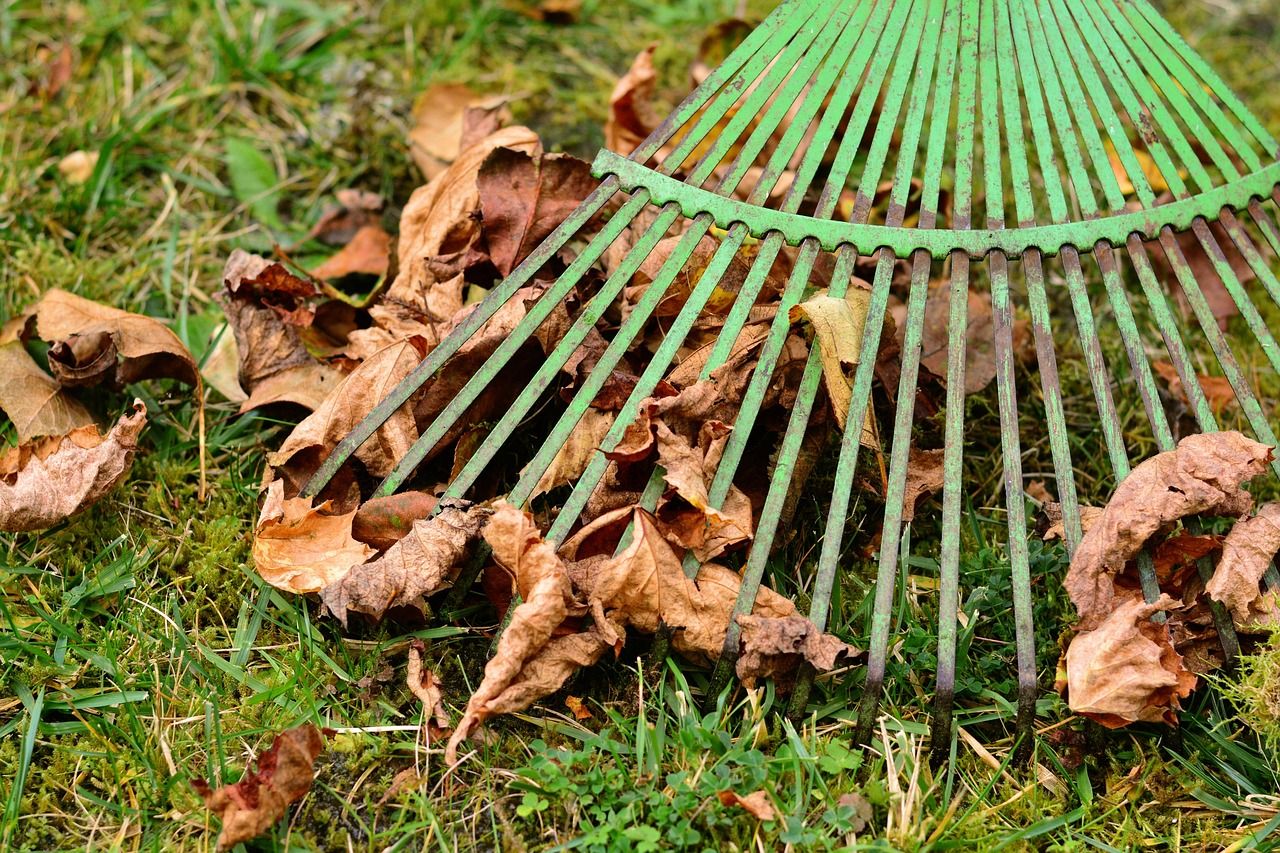 Laubentfernung im Garten mit Rechen im Herbst