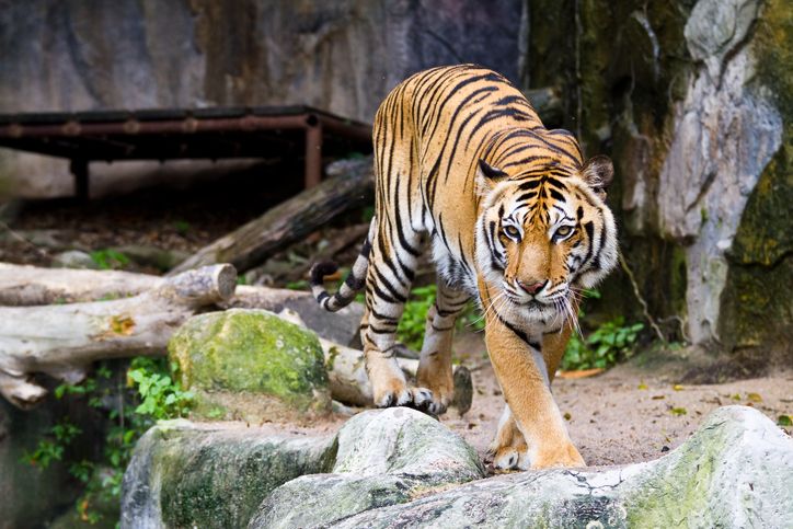 Der Mann starb an den schweren Verletzungen durch den Tiger. 