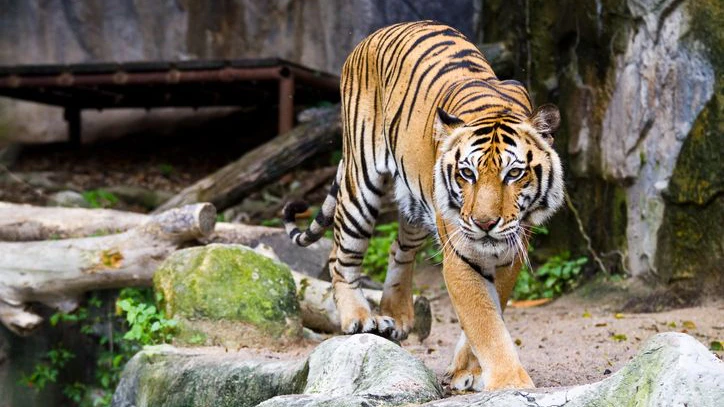 Der Mann starb an den schweren Verletzungen durch den Tiger. 