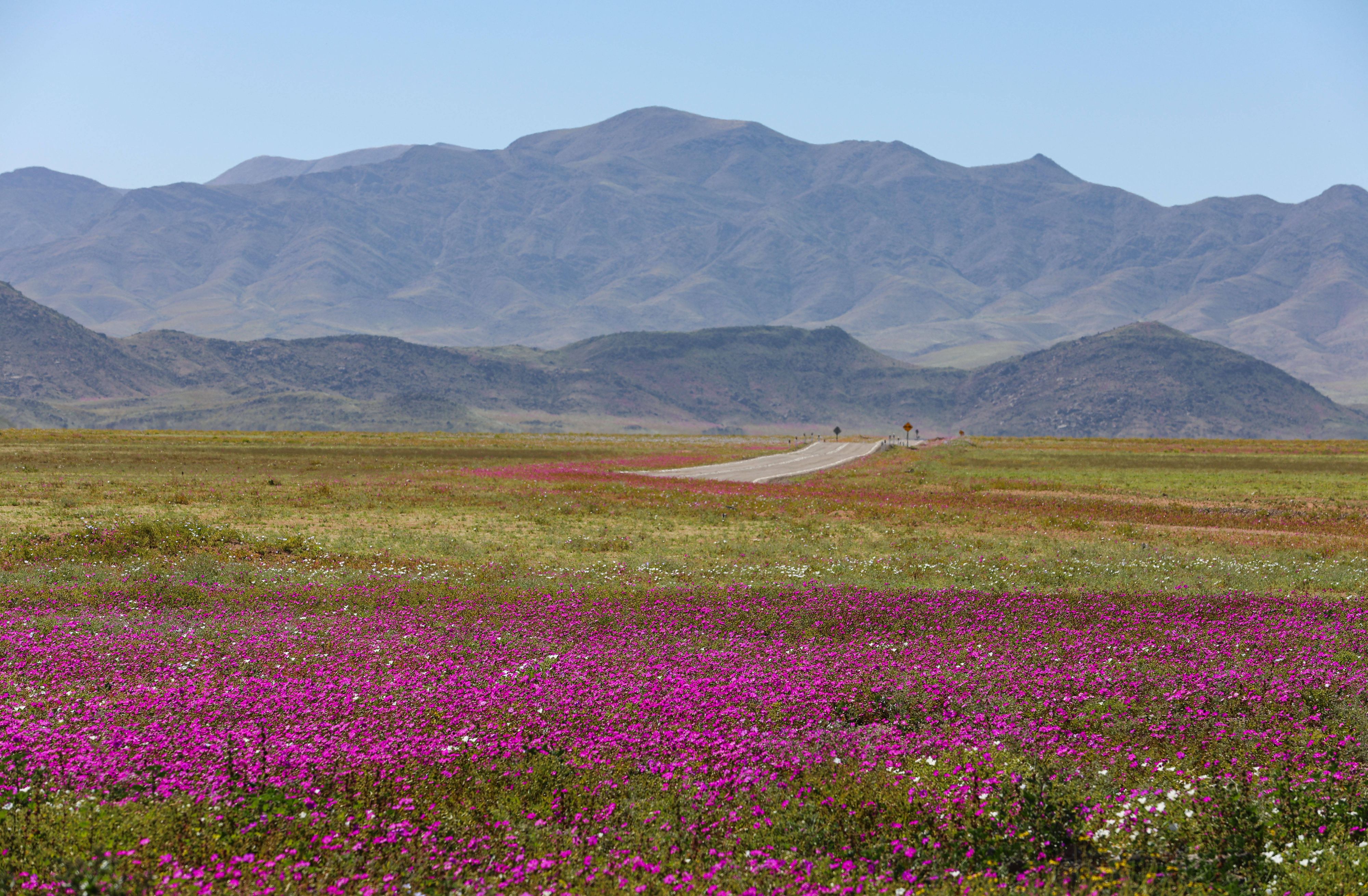 El Niño lässt die Atacama-Wüste in Chile bunt erblühen