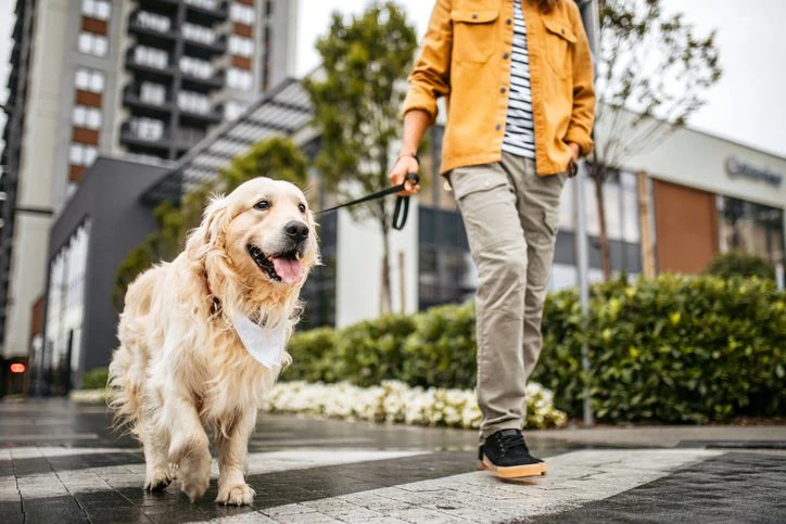 Ein Hund ist der perfekte Antrieb, seine tägliche Schrittzahl zu erhöhen. Wenn dann auch noch das Tempo passt …