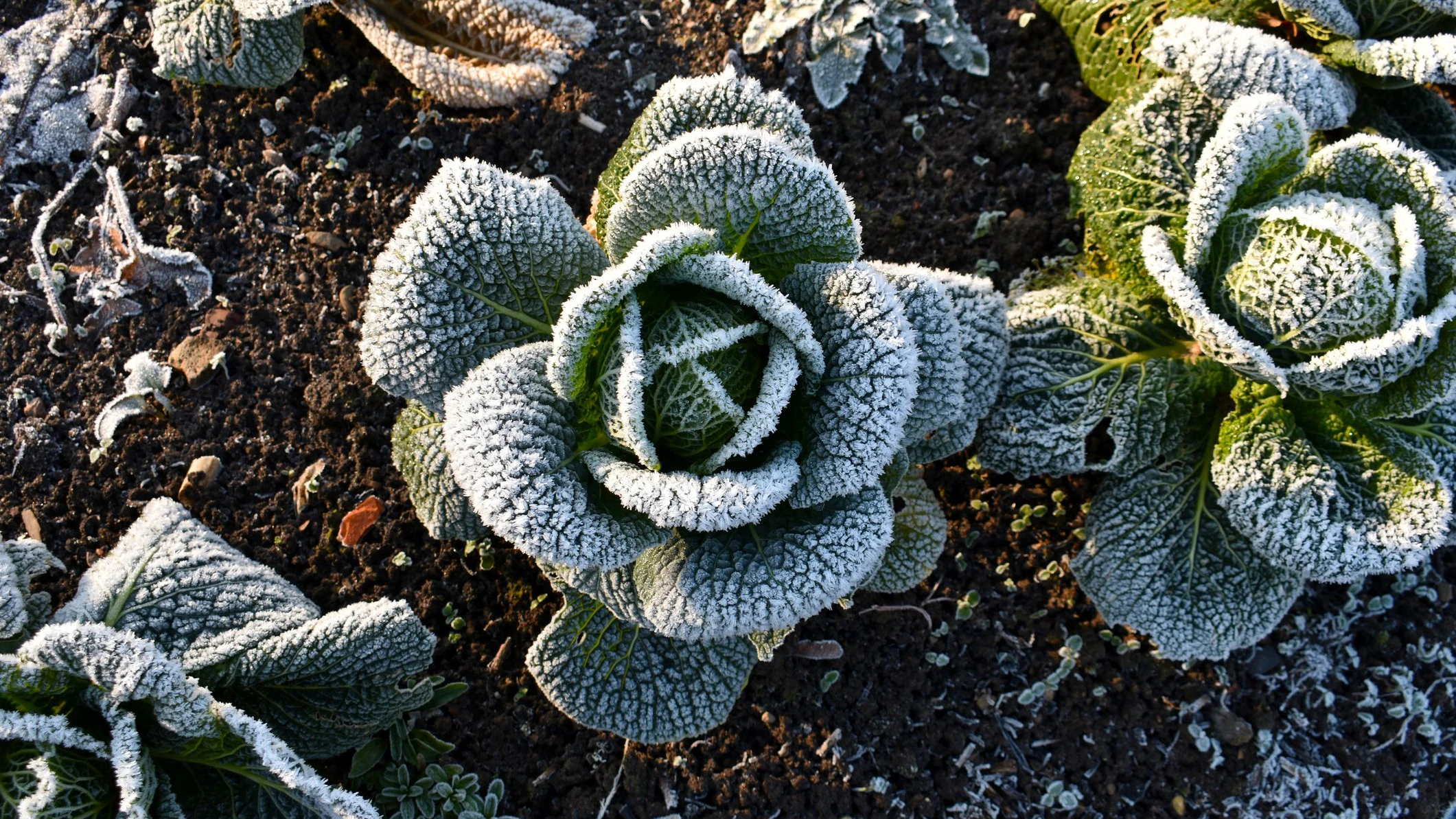 growing outside on a cold icy day, on an allotment in winter